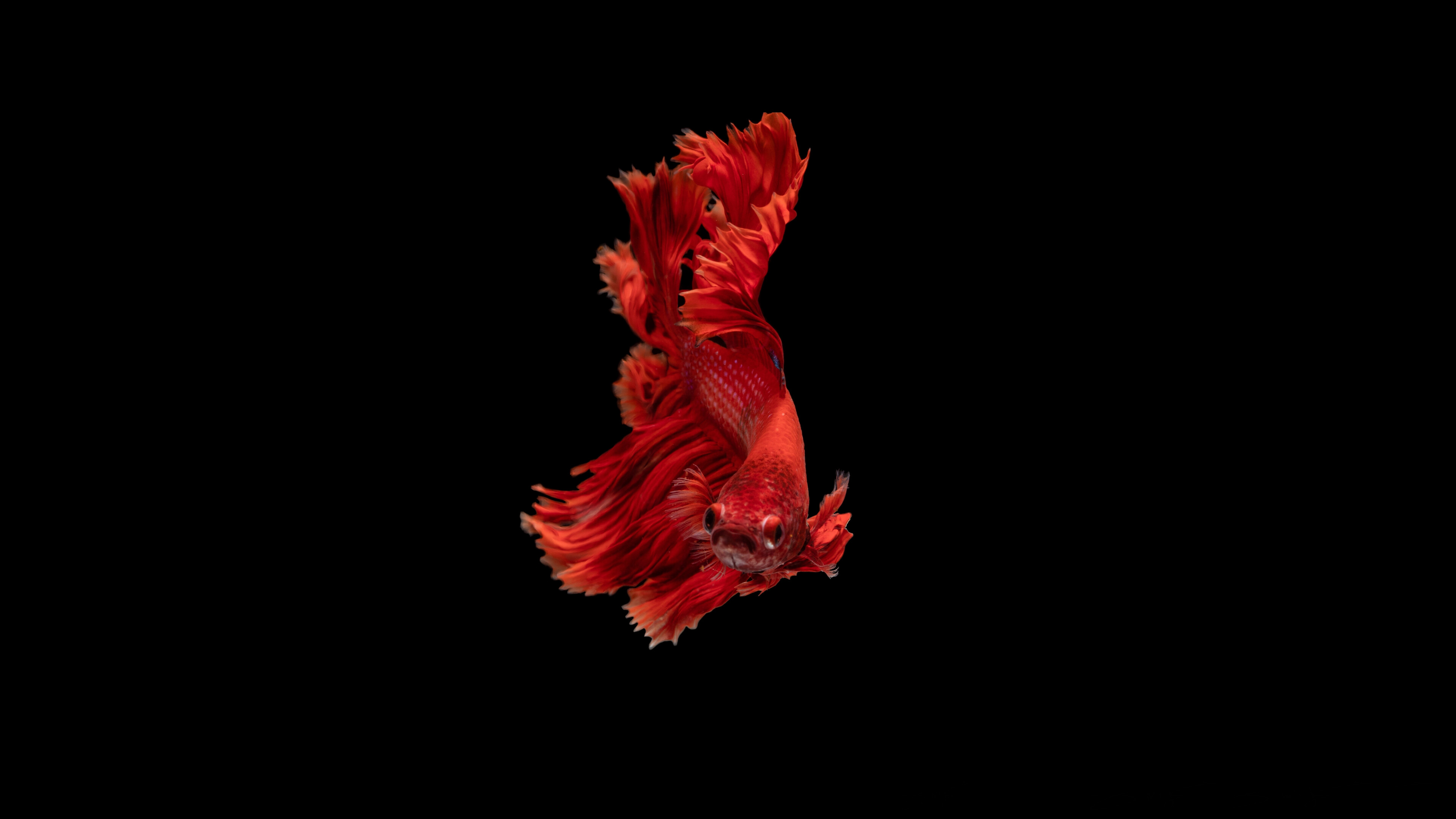 Red beta fish, Siamese fighting fish, Minimal 4k wallpaper, UHD wallpaper, 3840x2160 4K Desktop