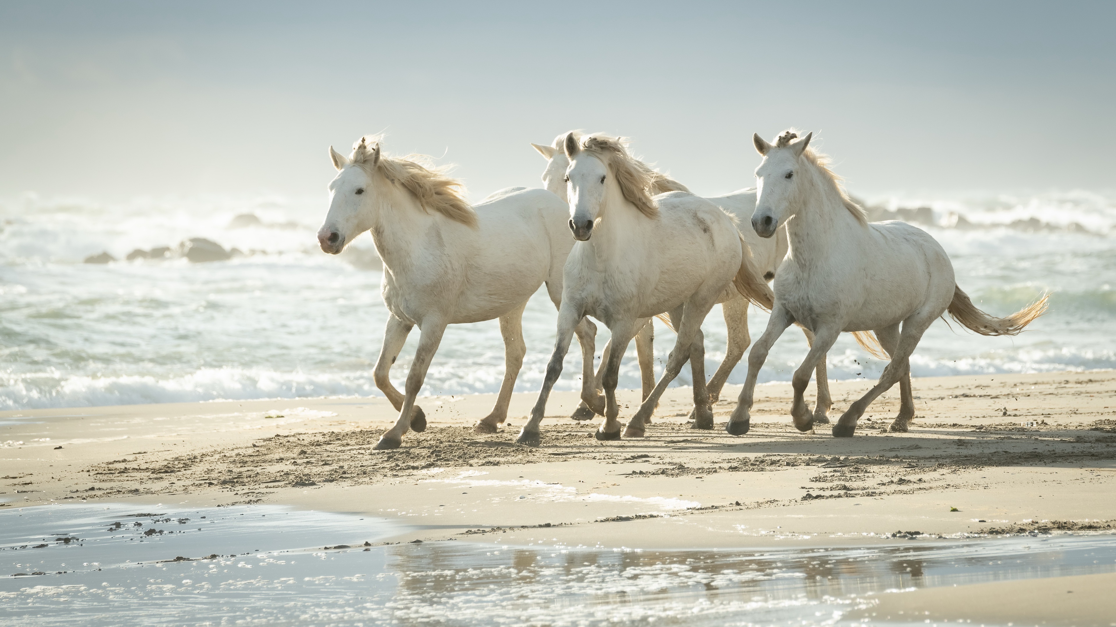 Horse: The Camargue, An ancient breed of horses indigenous to the Camargue area in southern France. 3840x2160 4K Wallpaper.