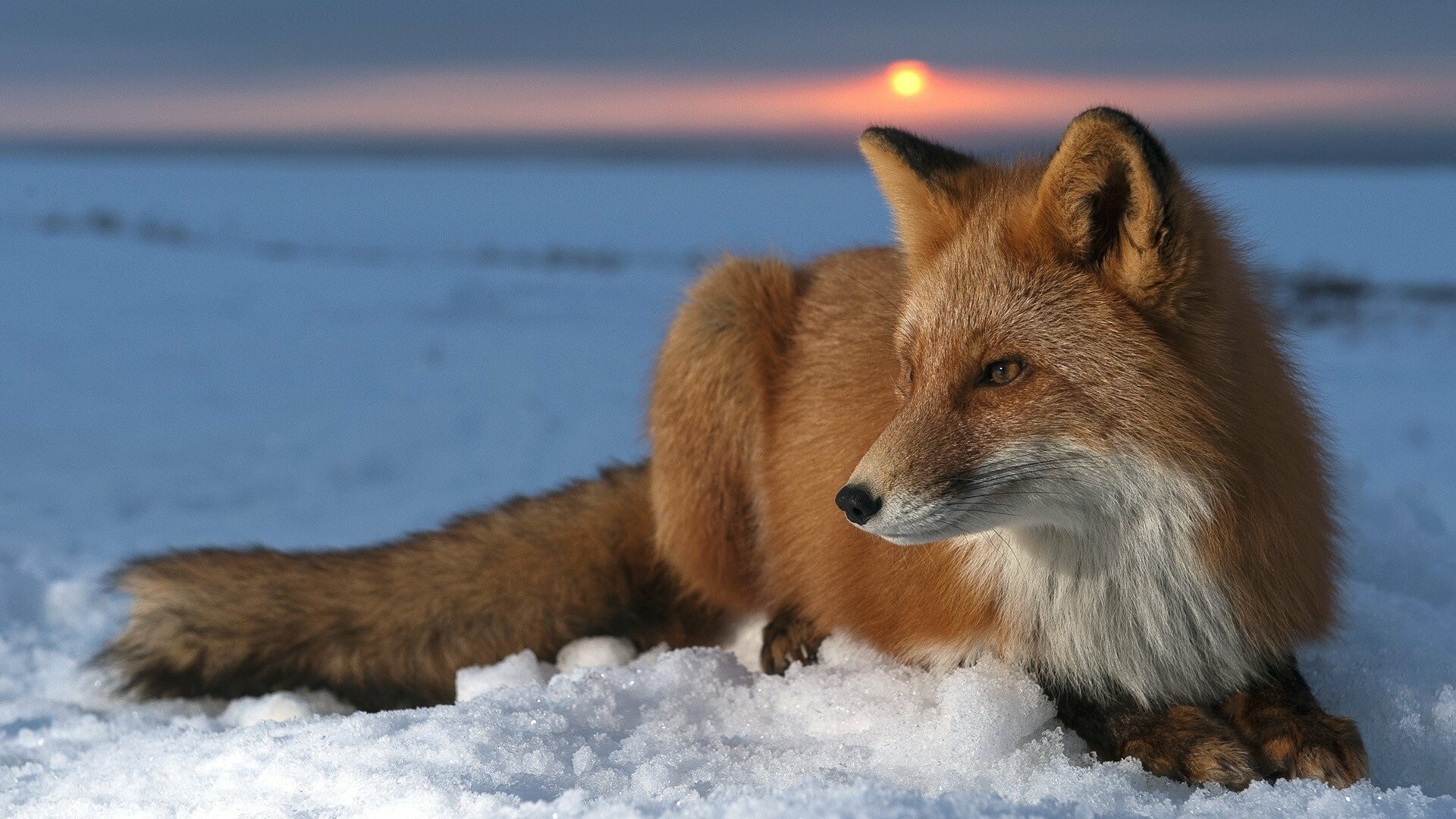 Fox: An omnivore, Hunts and forages for a variety of foods, including fruits, seeds, worms, insects, small mammals. 1920x1080 Full HD Background.