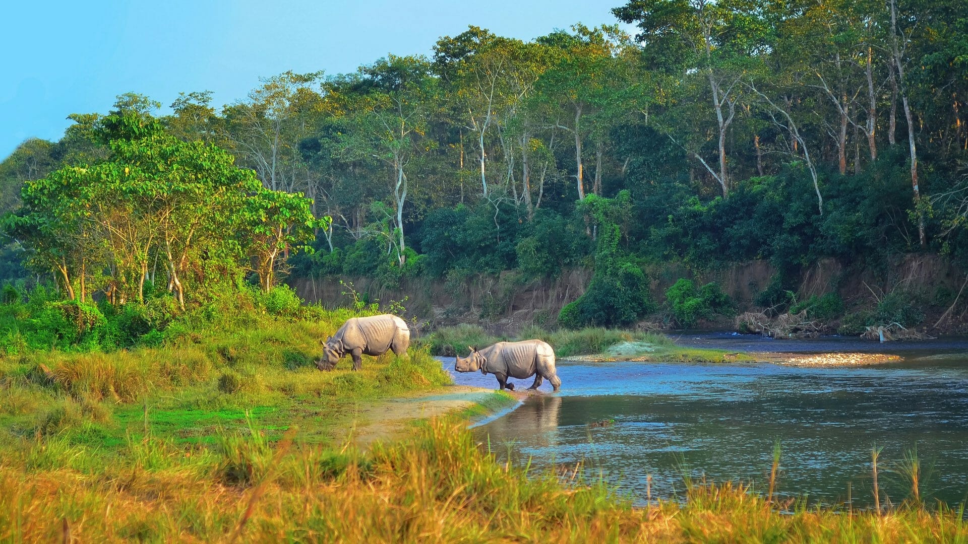 Chitwan National Park, Exotic wildlife, Untamed nature, Biodiversity hotspot, 1920x1080 Full HD Desktop