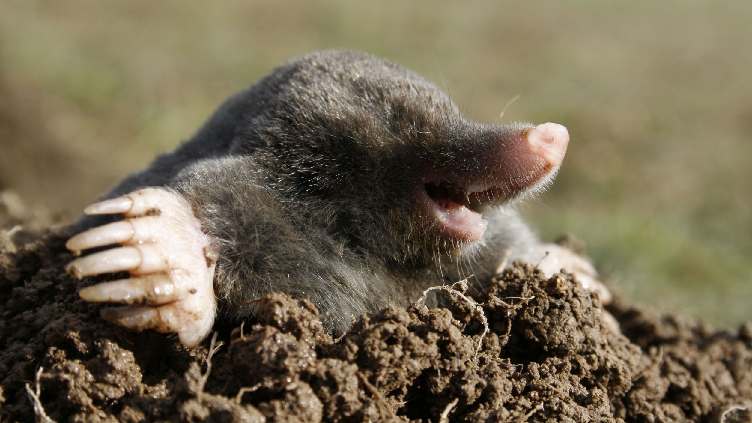 Mole species, Mole family, Mole classification, Animal kingdom, 2510x1420 HD Desktop