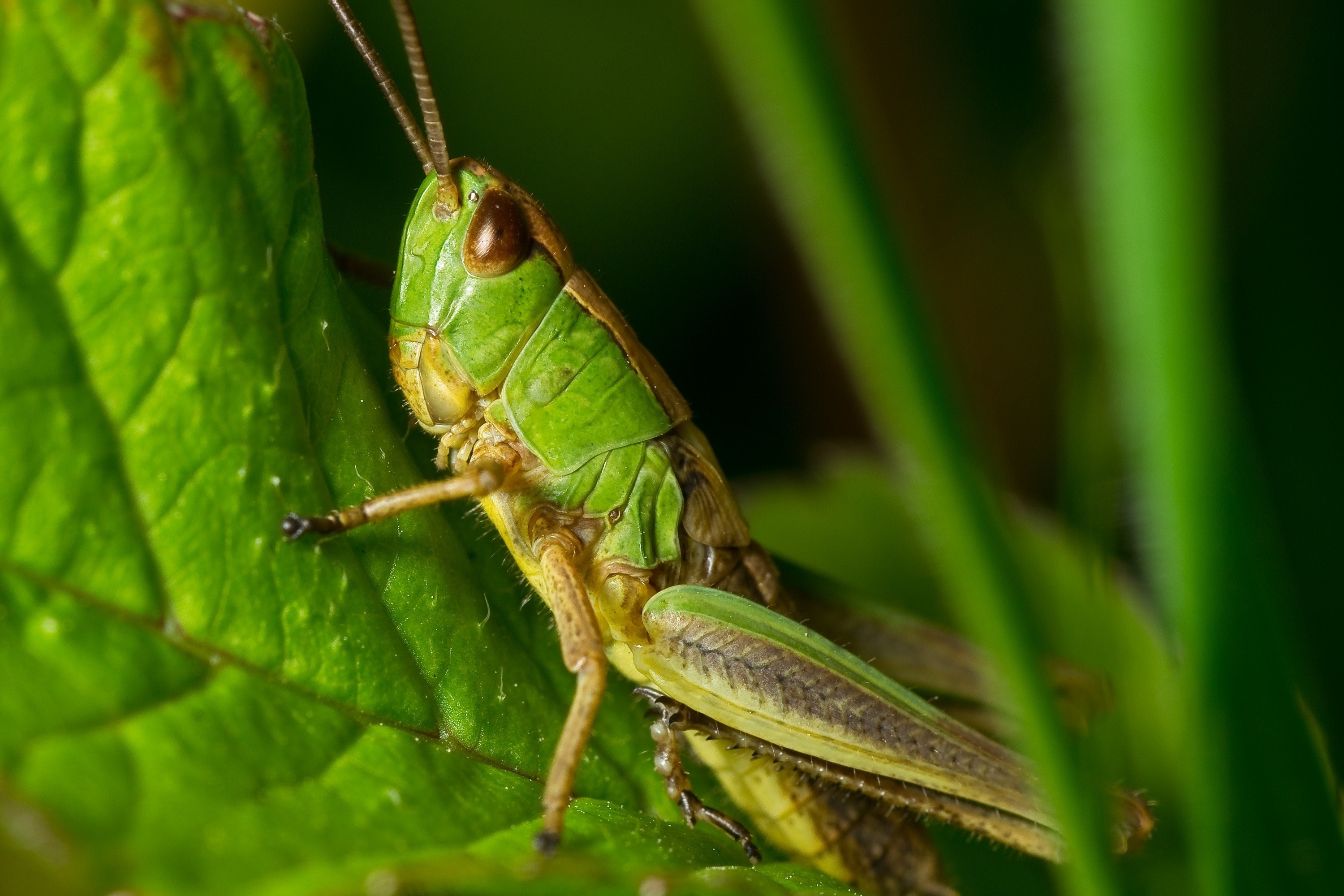 Green grasshopper, Arthropod bug, Nature's beauty, Close-up shot, 3000x2000 HD Desktop