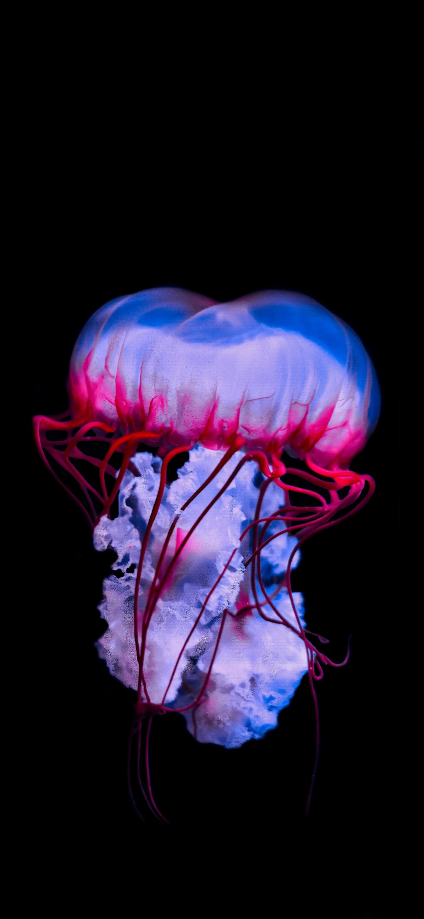 Glowing Jellyfish: A purple-striped jelly at the Monterey Bay Aquarium, Bioluminescence, Aquatic life. 1440x3120 HD Wallpaper.