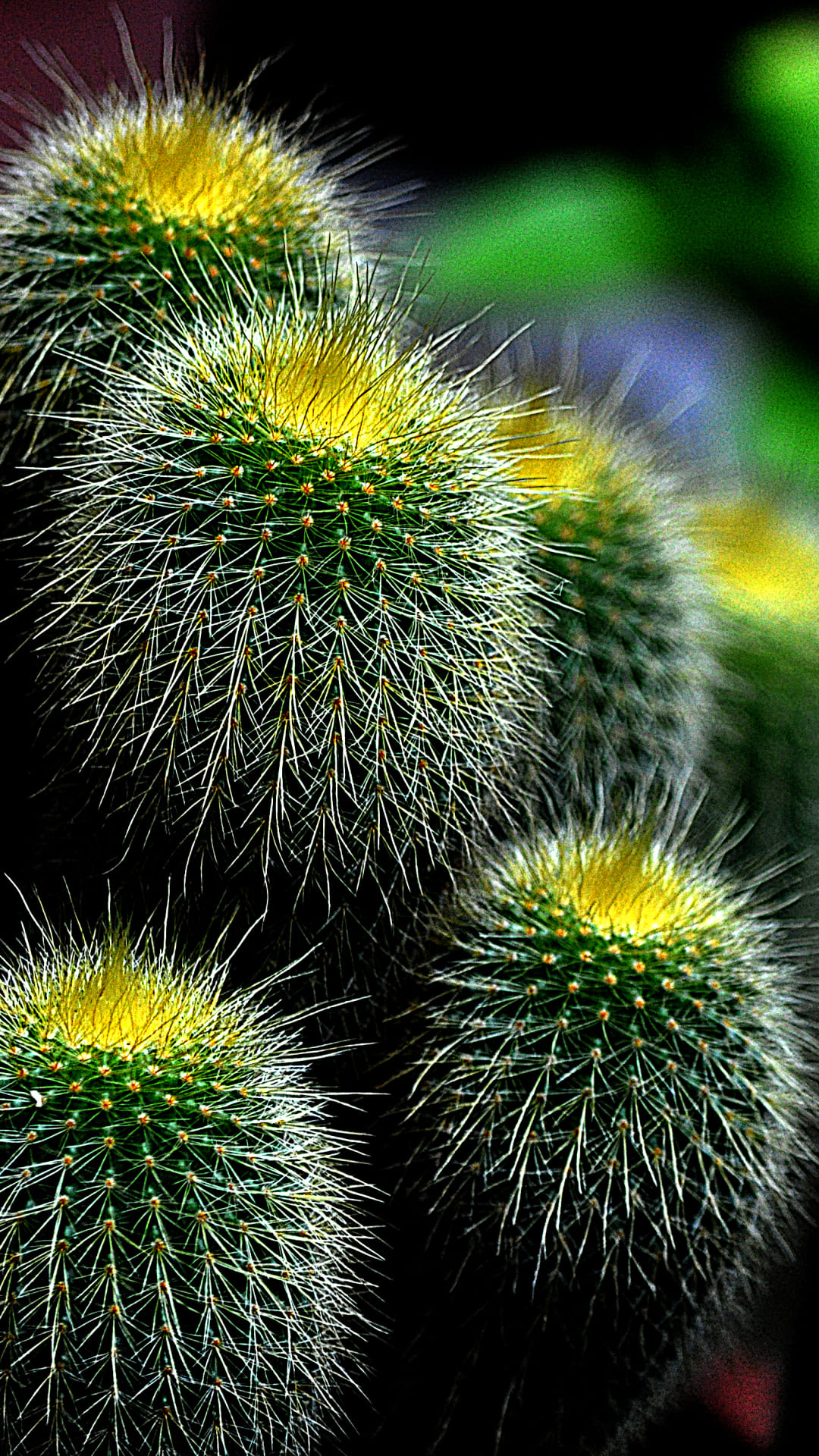 Cactus: A plant that can store large amounts of water and survive in extremely hot and dry habitats. 1080x1920 Full HD Background.