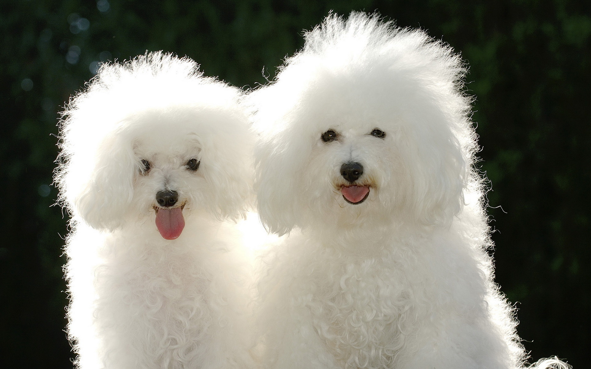 Bolognese Dog, Free download puppies, Poodle wallpapers, 1920x1200 HD Desktop