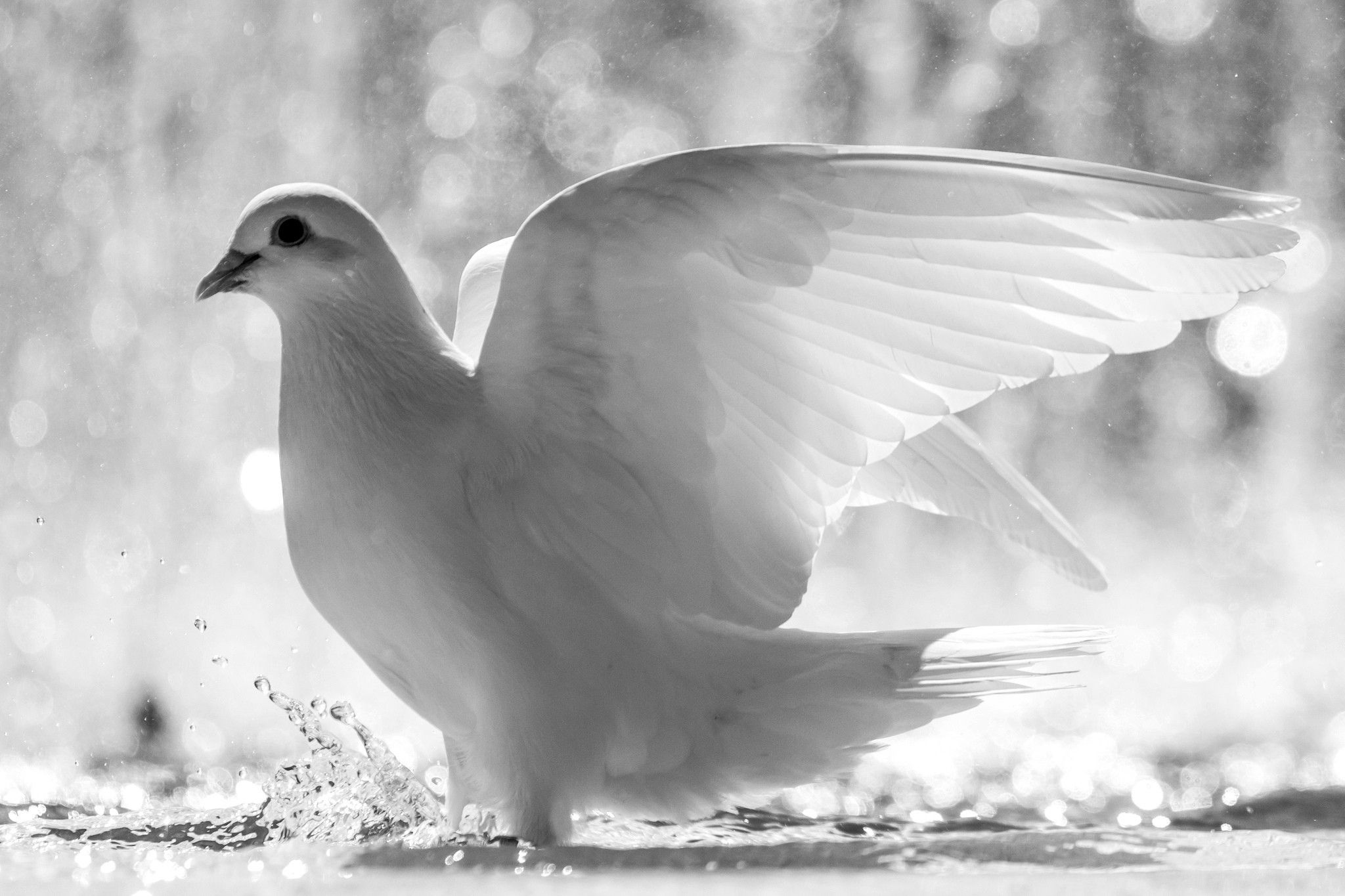 Pigeon: Baby doves are called squabs and are born without feathers. 2050x1370 HD Background.