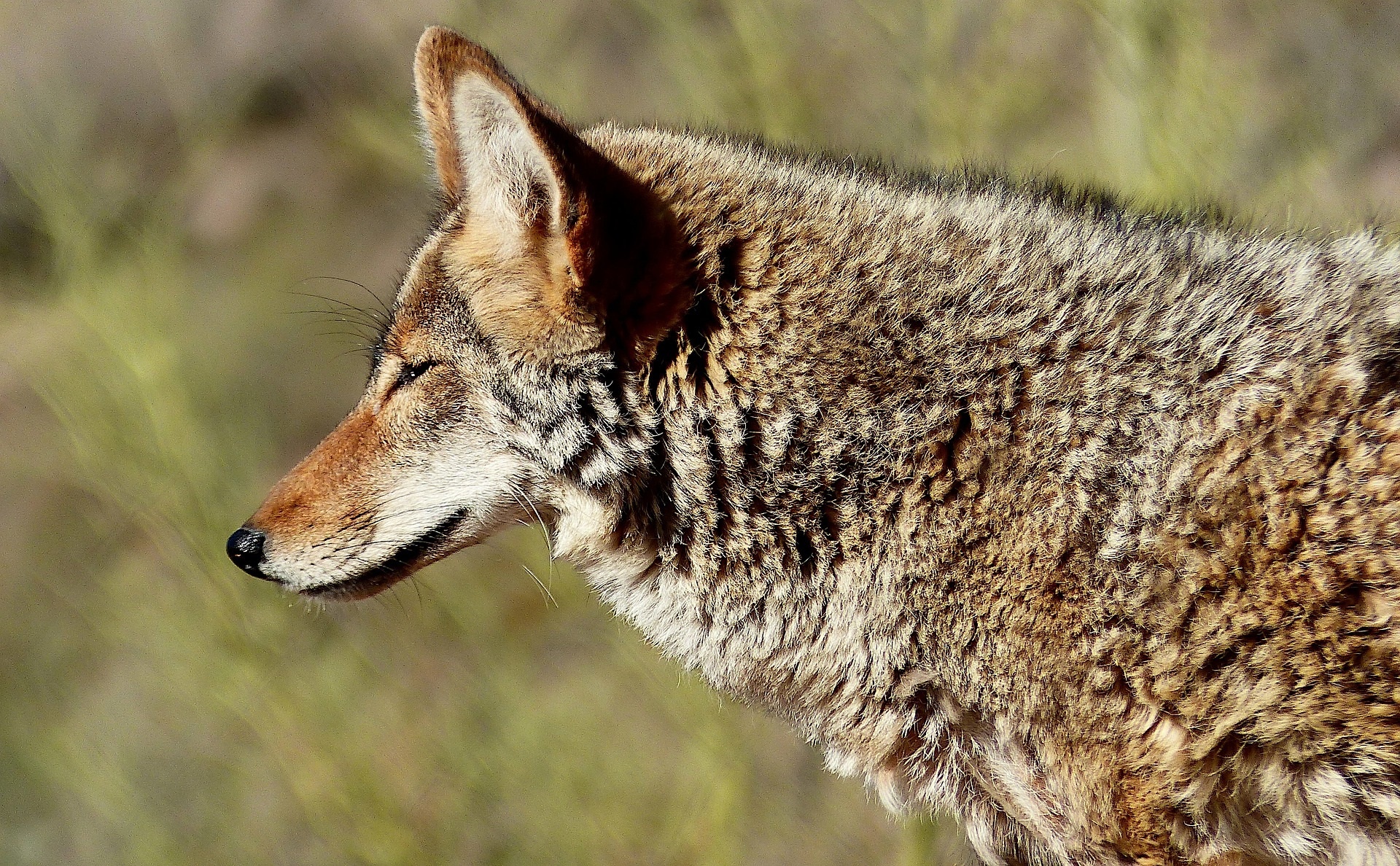 Coyote, Kimberley's predators, Feline foes, East Kootenay's wildlife, 1920x1190 HD Desktop