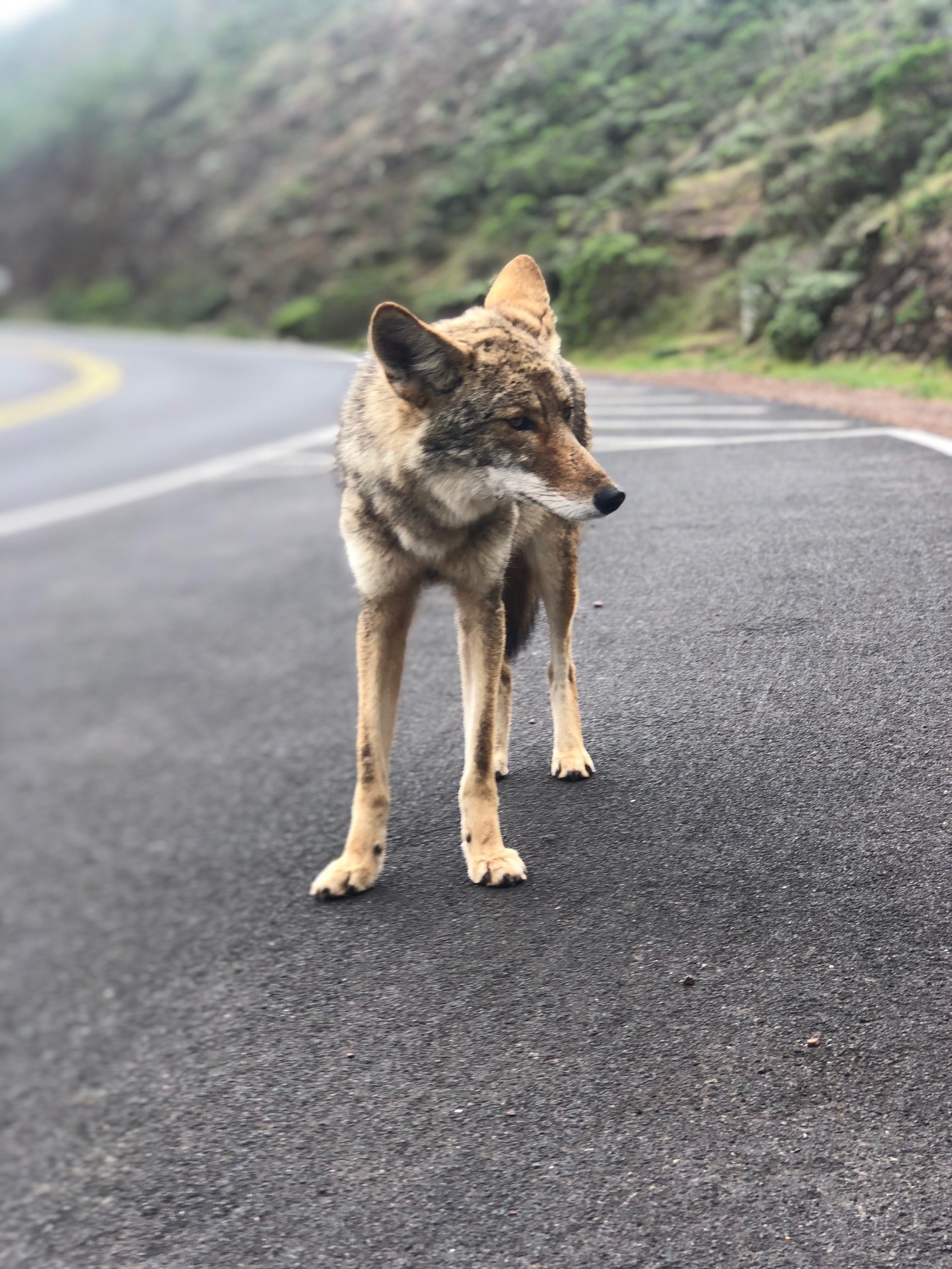 Coyote, Urban sightings, San Francisco's streets, Urban wildlife, 1520x2020 HD Phone