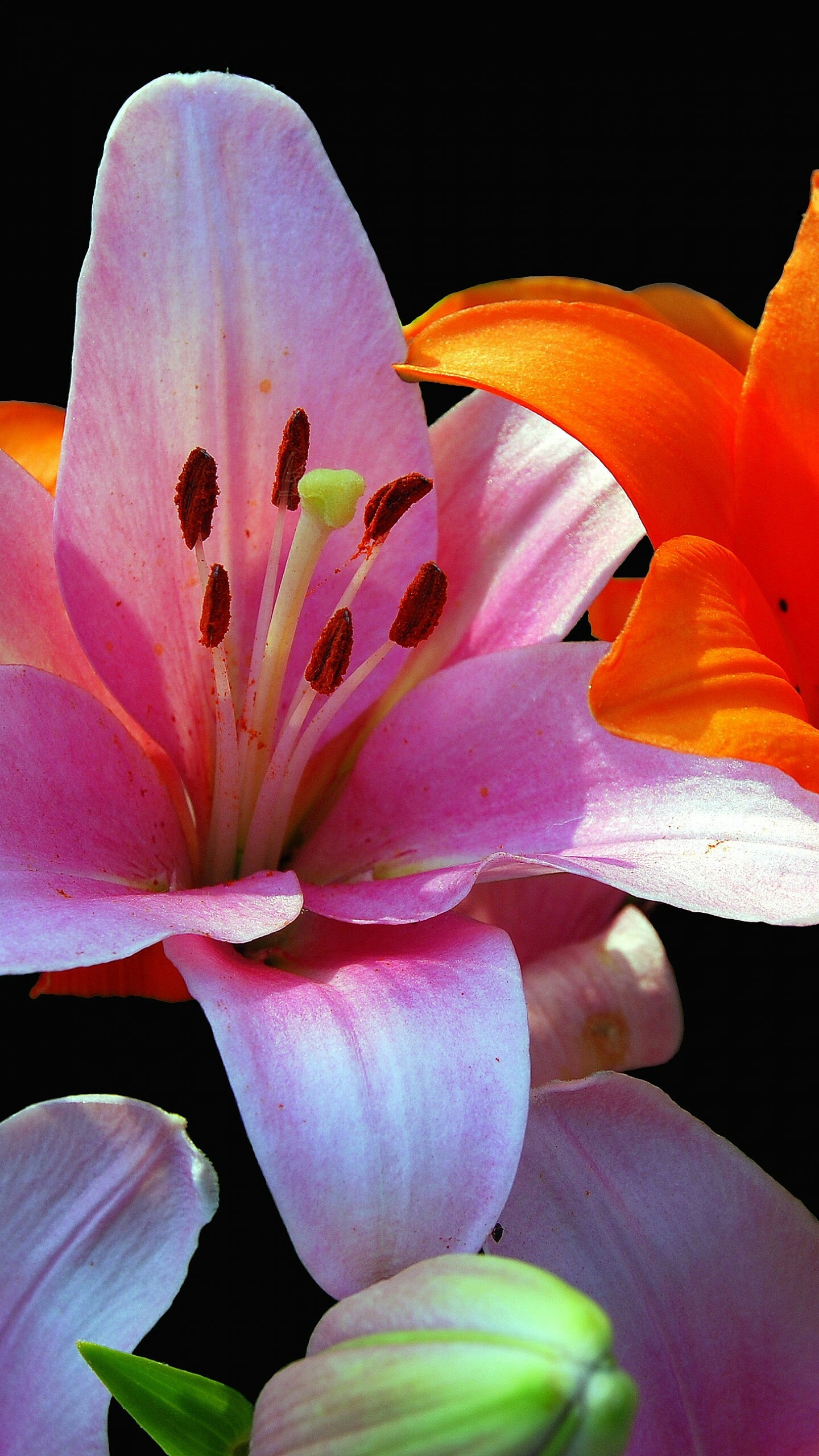 Lily: The plants are late spring- or summer-flowering. 1440x2560 HD Wallpaper.