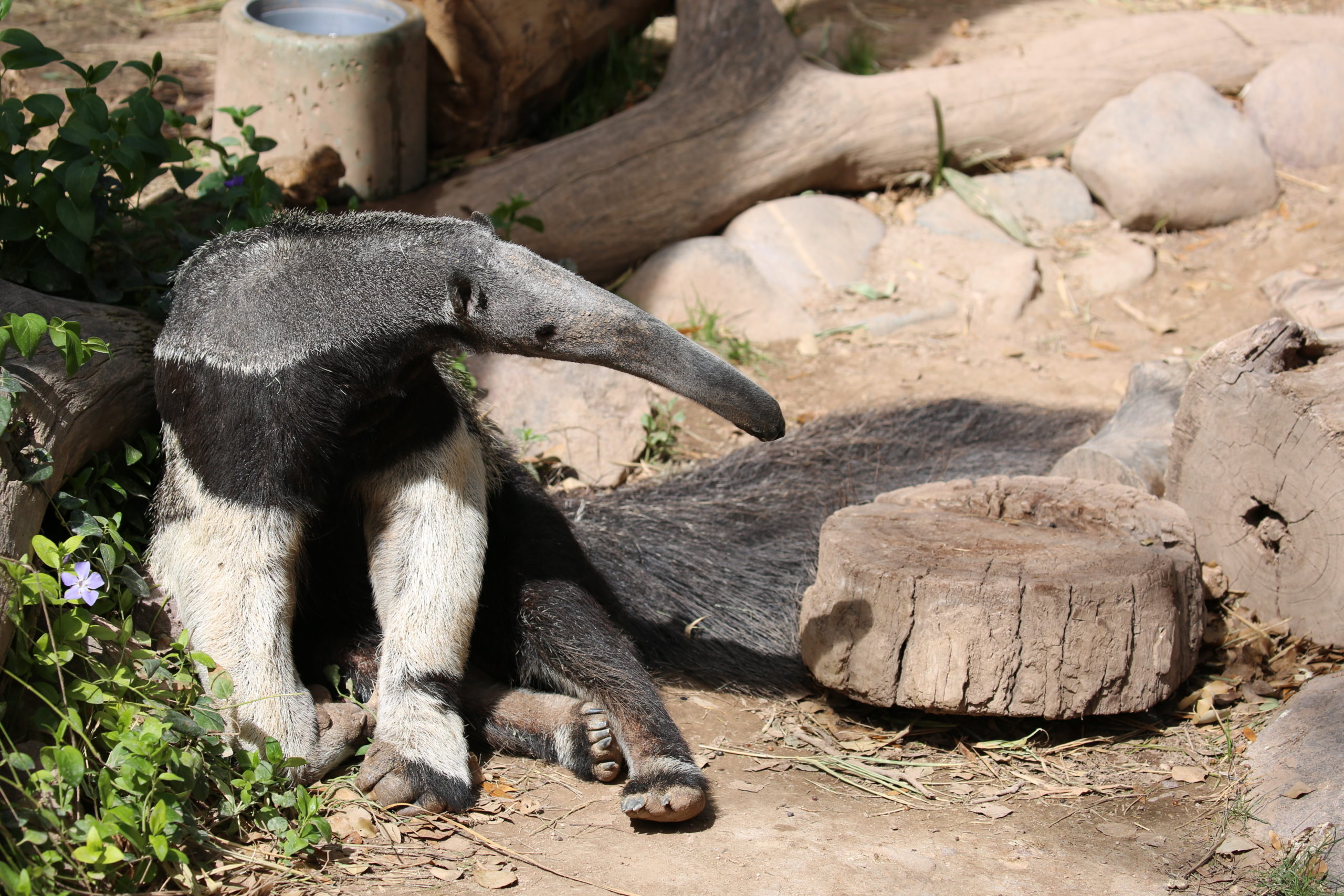 Anteater sunning, Reid park zoo, Zoo anteater, Giant anteater, 2560x1710 HD Desktop