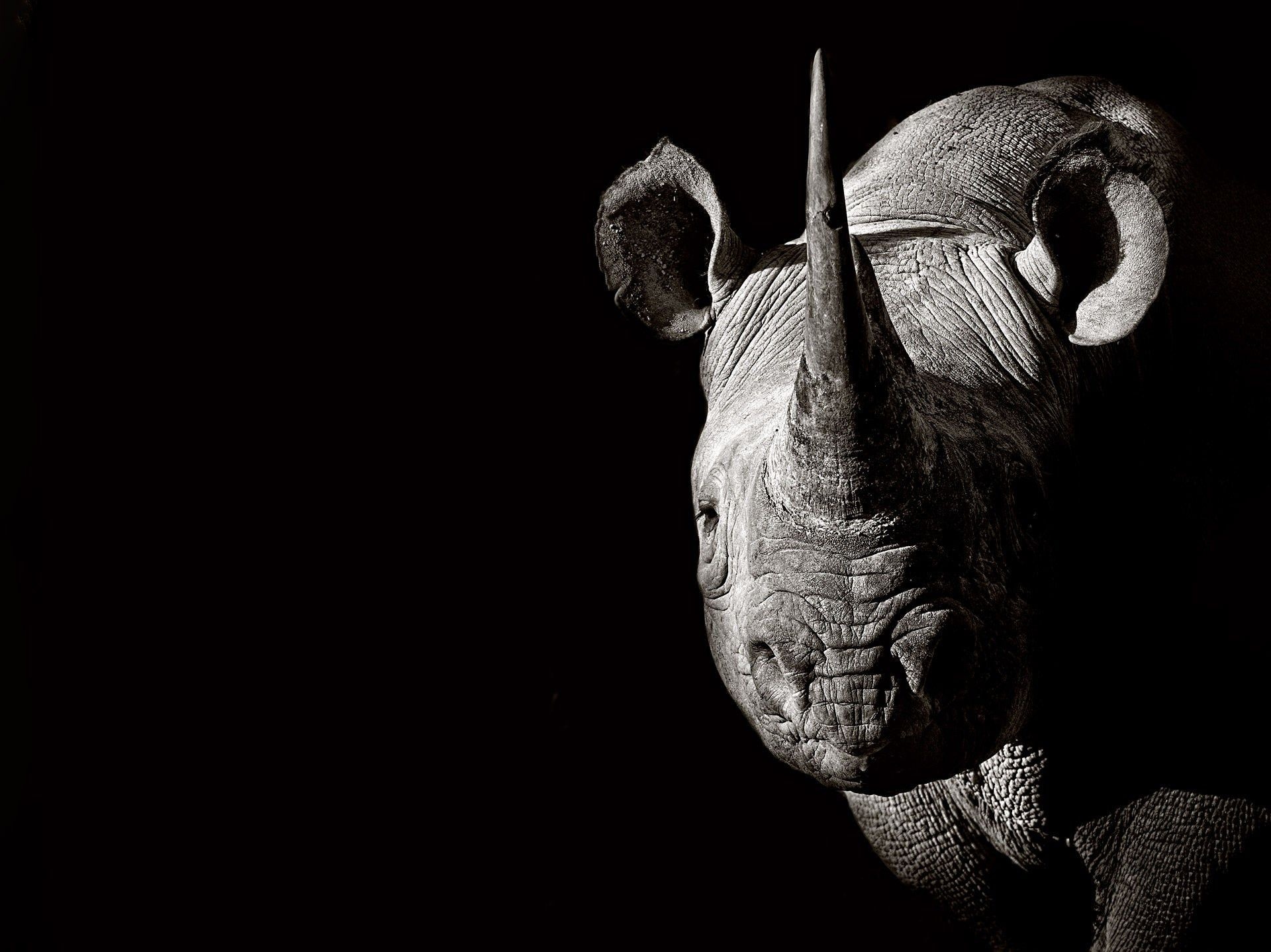 Rhino pride, Resilient nature, Powerful guardians, Untouched landscapes, 1920x1440 HD Desktop