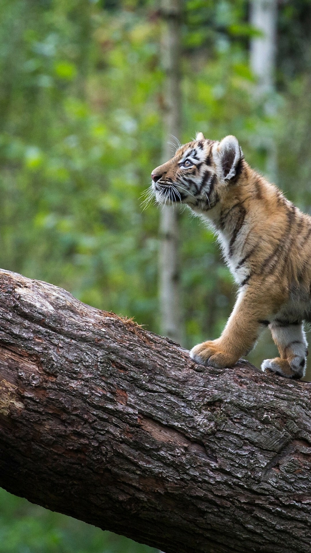 Tiger Cub: Tree, Baby animal, Forest, Predator, Wild, Big cat. 1080x1920 Full HD Background.
