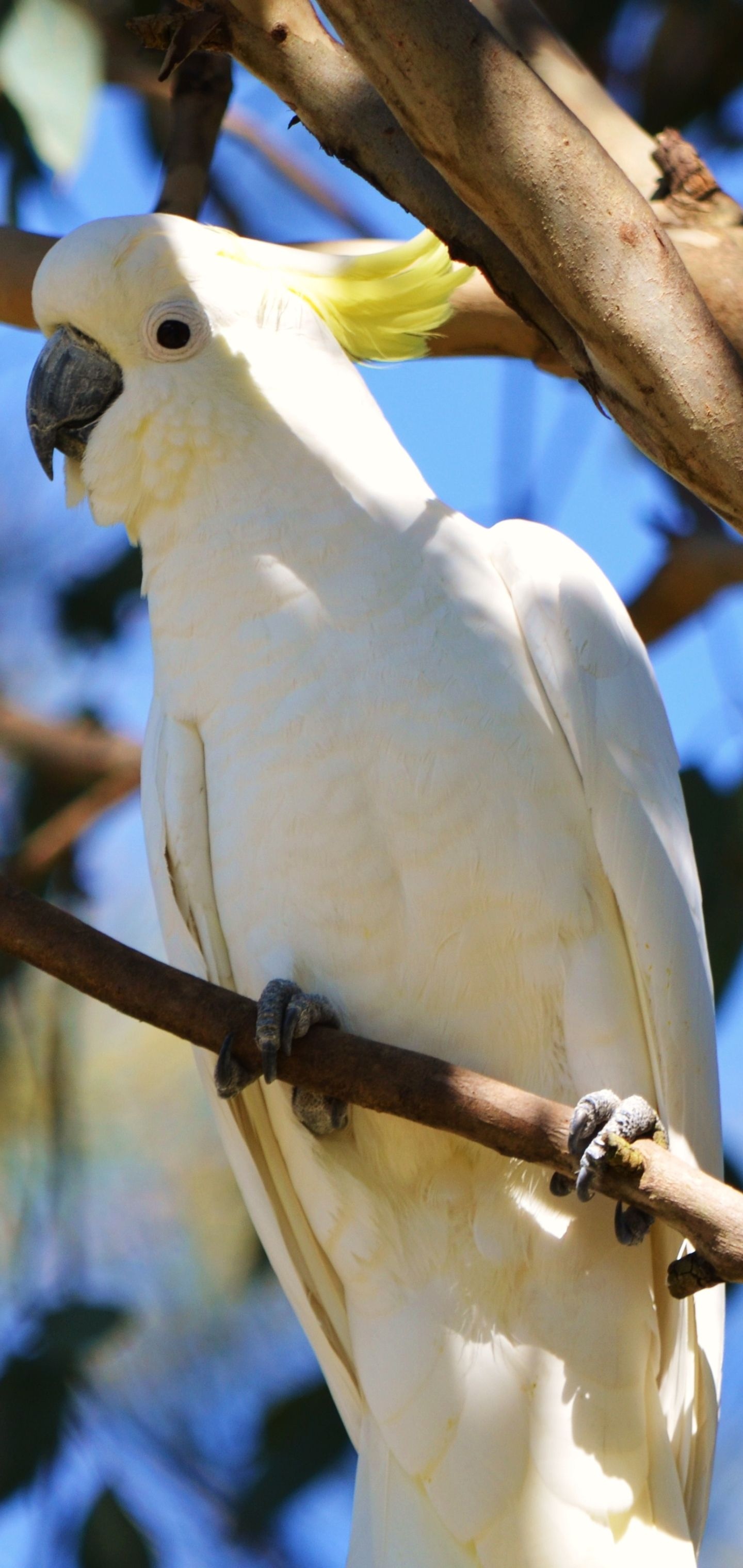 Cockatoo: White Parrot With Yellow Crest, Habitat In Australia, New Guinea, the Philippine Islands And Indonesia. 1440x3040 HD Wallpaper.