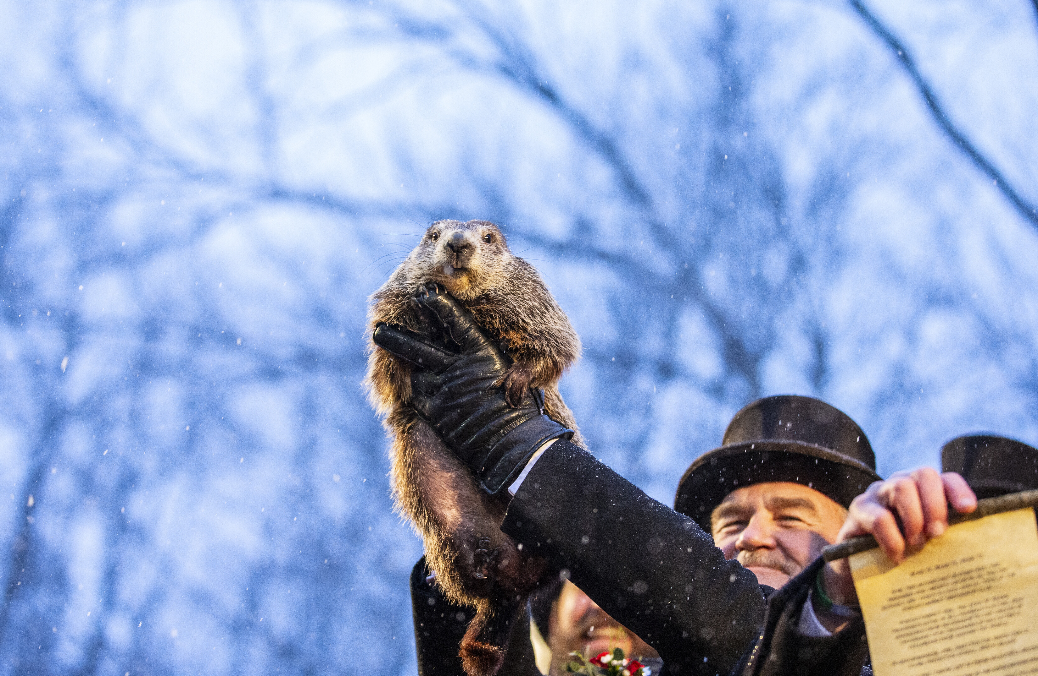 Groundhog Day (Holiday): A popular North American tradition, Punxsutawney Phil. 3300x2160 HD Wallpaper.