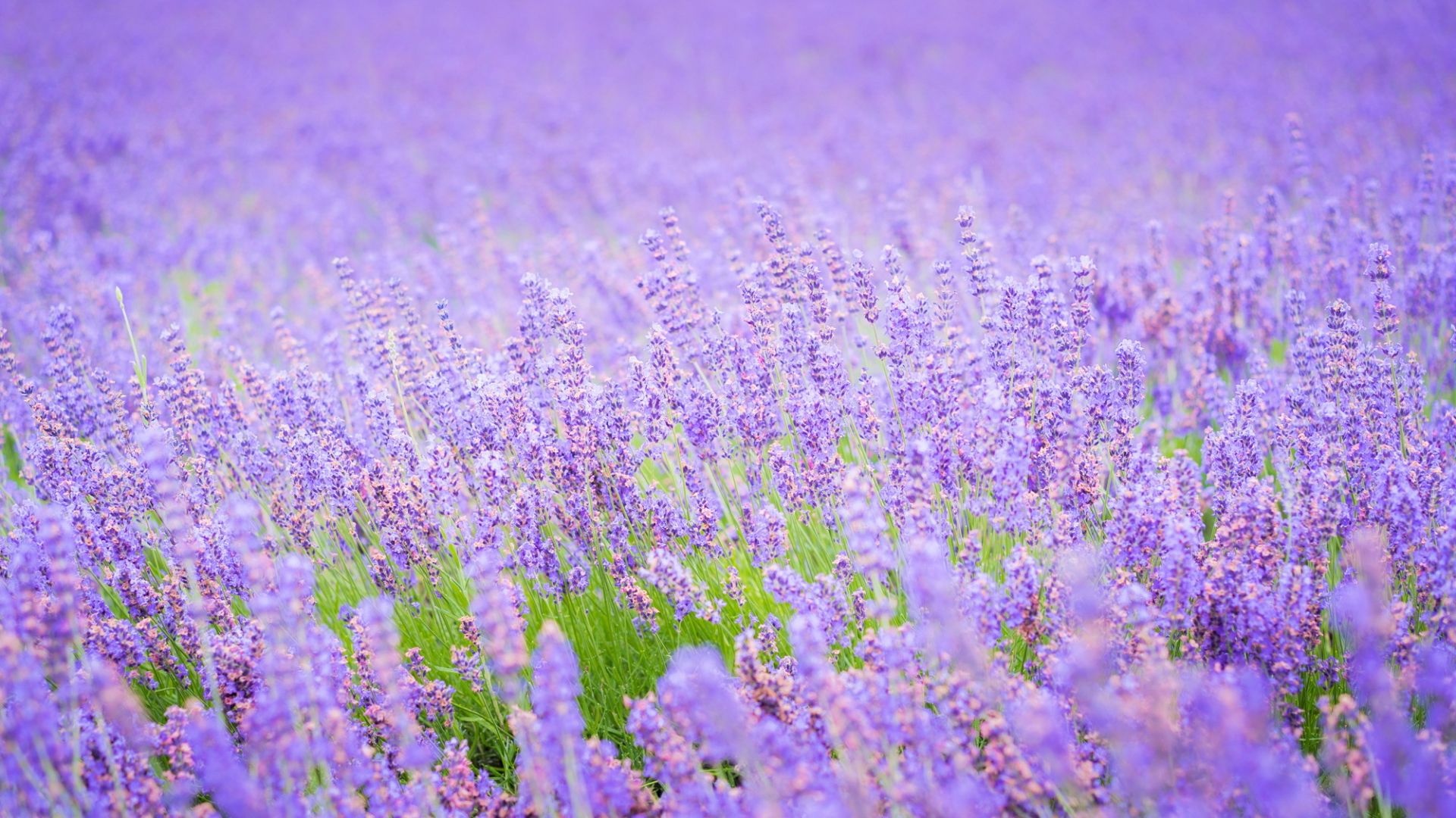 Flower Field: Lavender, Meadow, Flowering plant. 1920x1080 Full HD Wallpaper.
