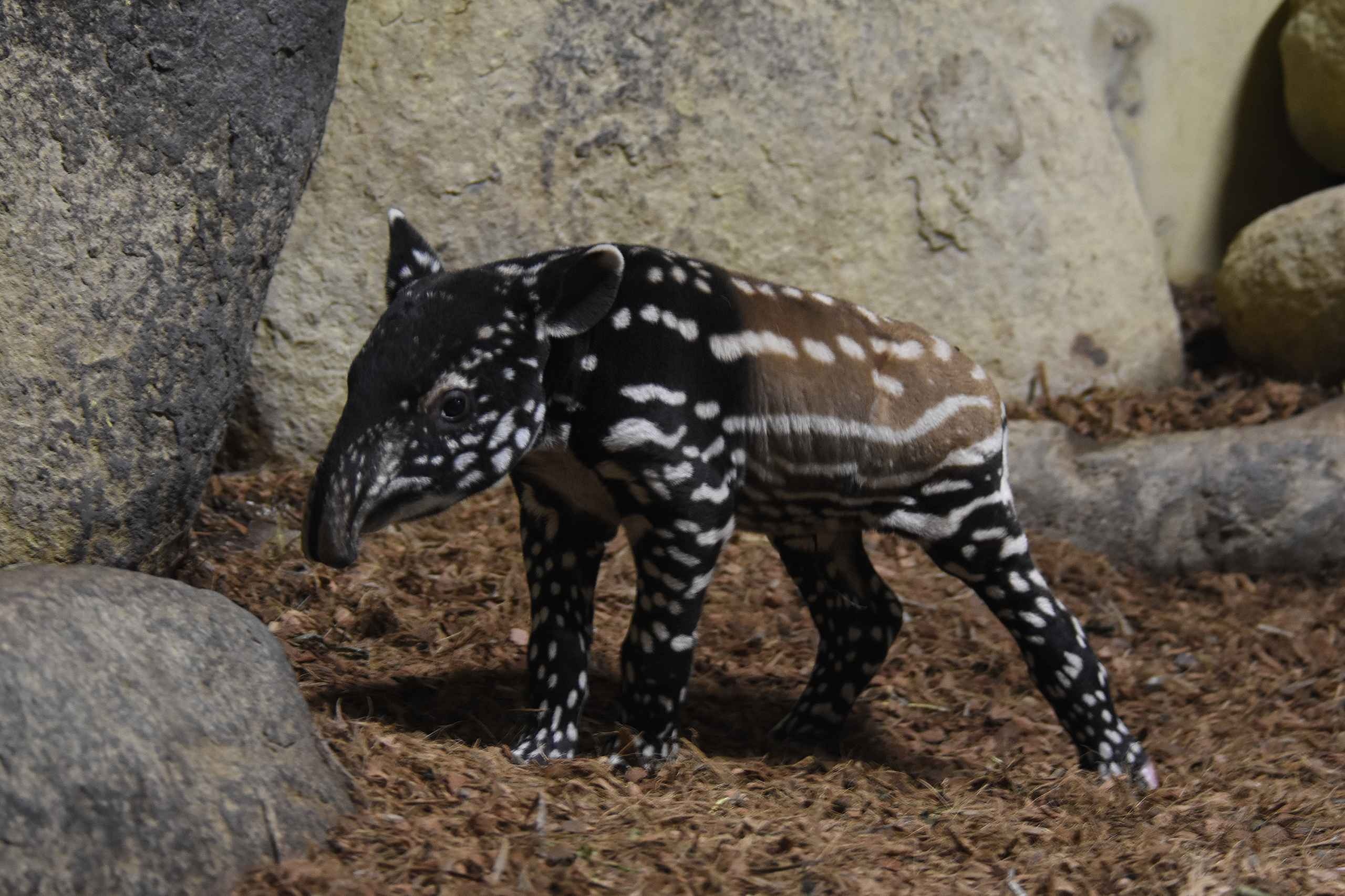 Rare Malayan tapir, Rotterdam Zoo, Live birth, Webcam, 2560x1710 HD Desktop