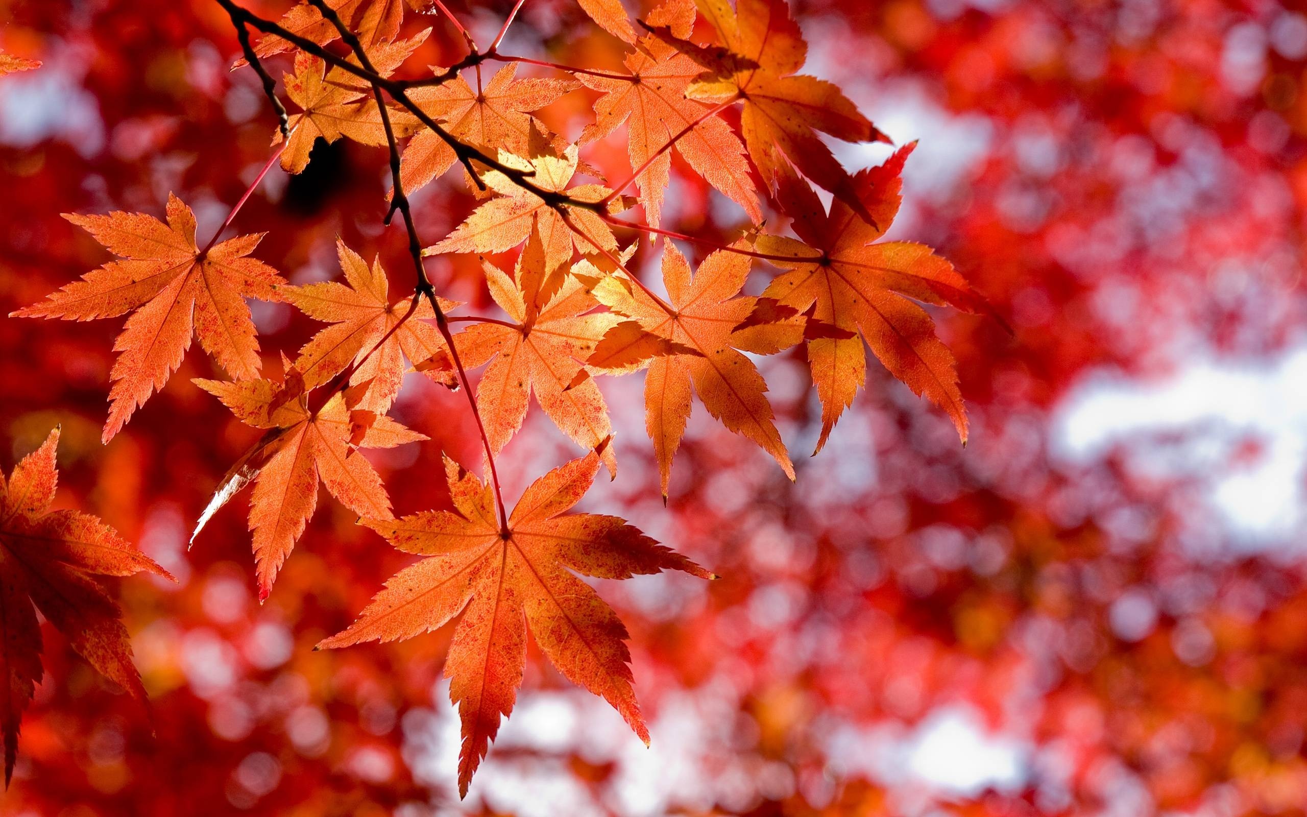 Maple leaf tree, Stunning wallpapers, Nature's artwork, Vibrant backgrounds, 2560x1600 HD Desktop
