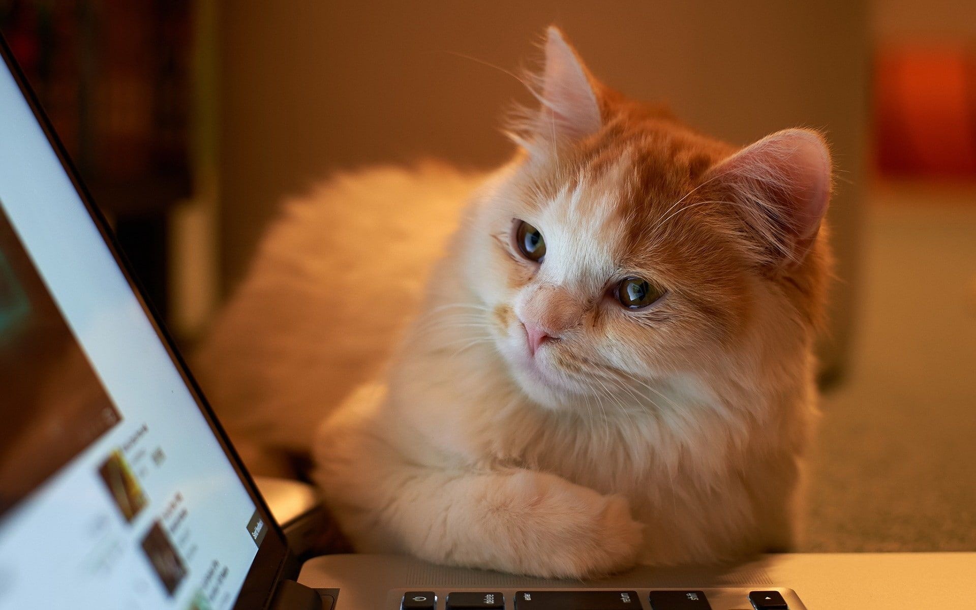 Cat laptop wallpaper, Graceful felines, Playful posture, Inquisitive gazes, 1920x1200 HD Desktop