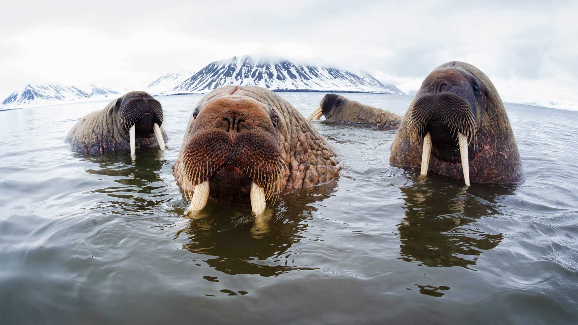 Tooth-walking walruses, WWF blog, Fascinating biology, Right-handed creatures, 1920x1080 Full HD Desktop