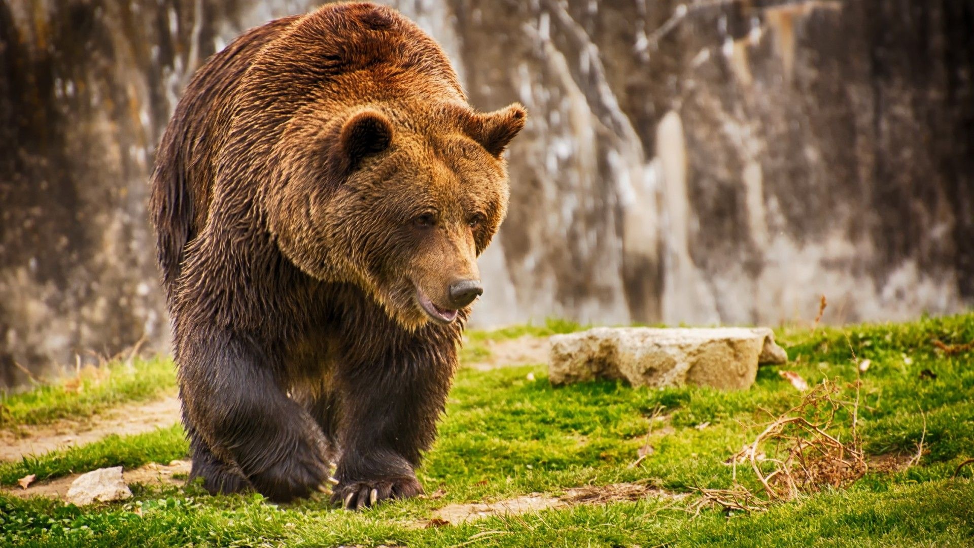 Brown bear's glory, Wildlife photography, Nature's beauty, Free high-quality wallpapers, 1920x1080 Full HD Desktop