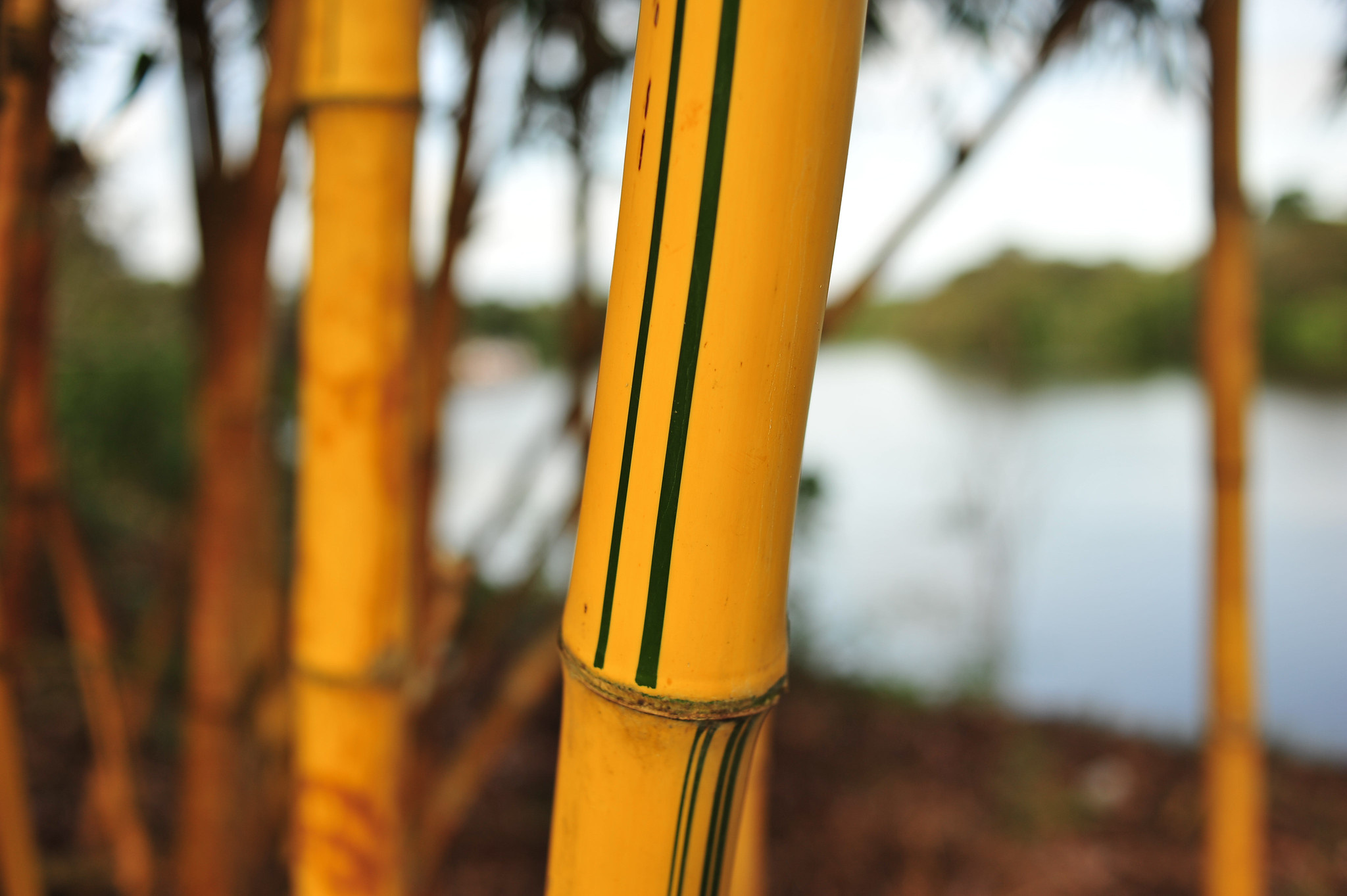 Bamboo: China, The largest structure of its kind, The plant's future, Tall tropical grass. 2050x1370 HD Wallpaper.