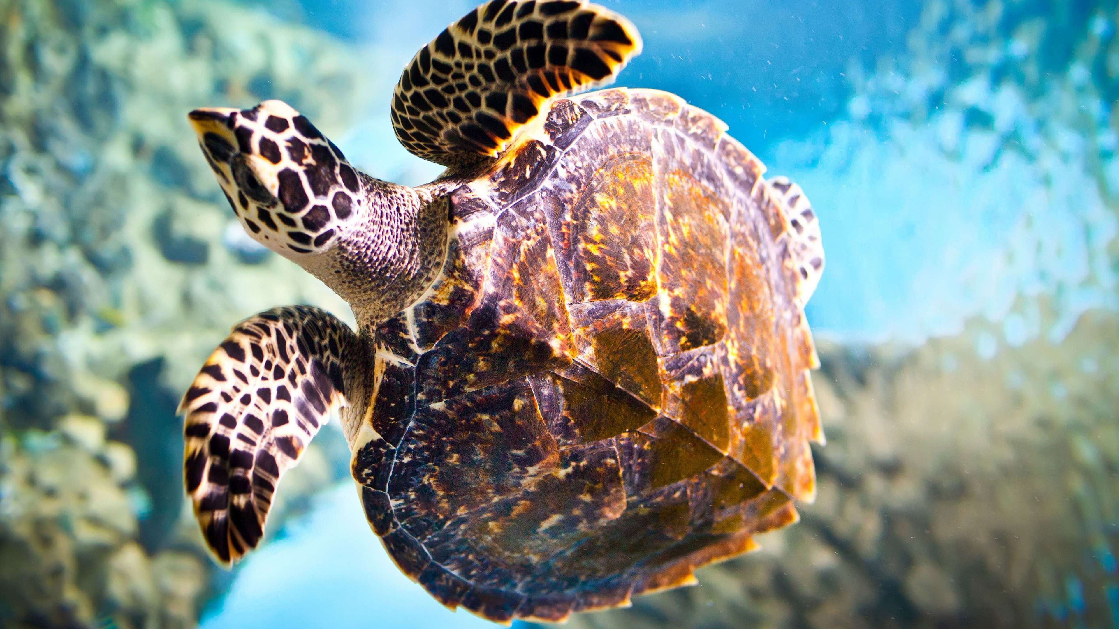 Sea turtle 2, Animal wallpapers, Sea turtle, 3840x2160 4K Desktop