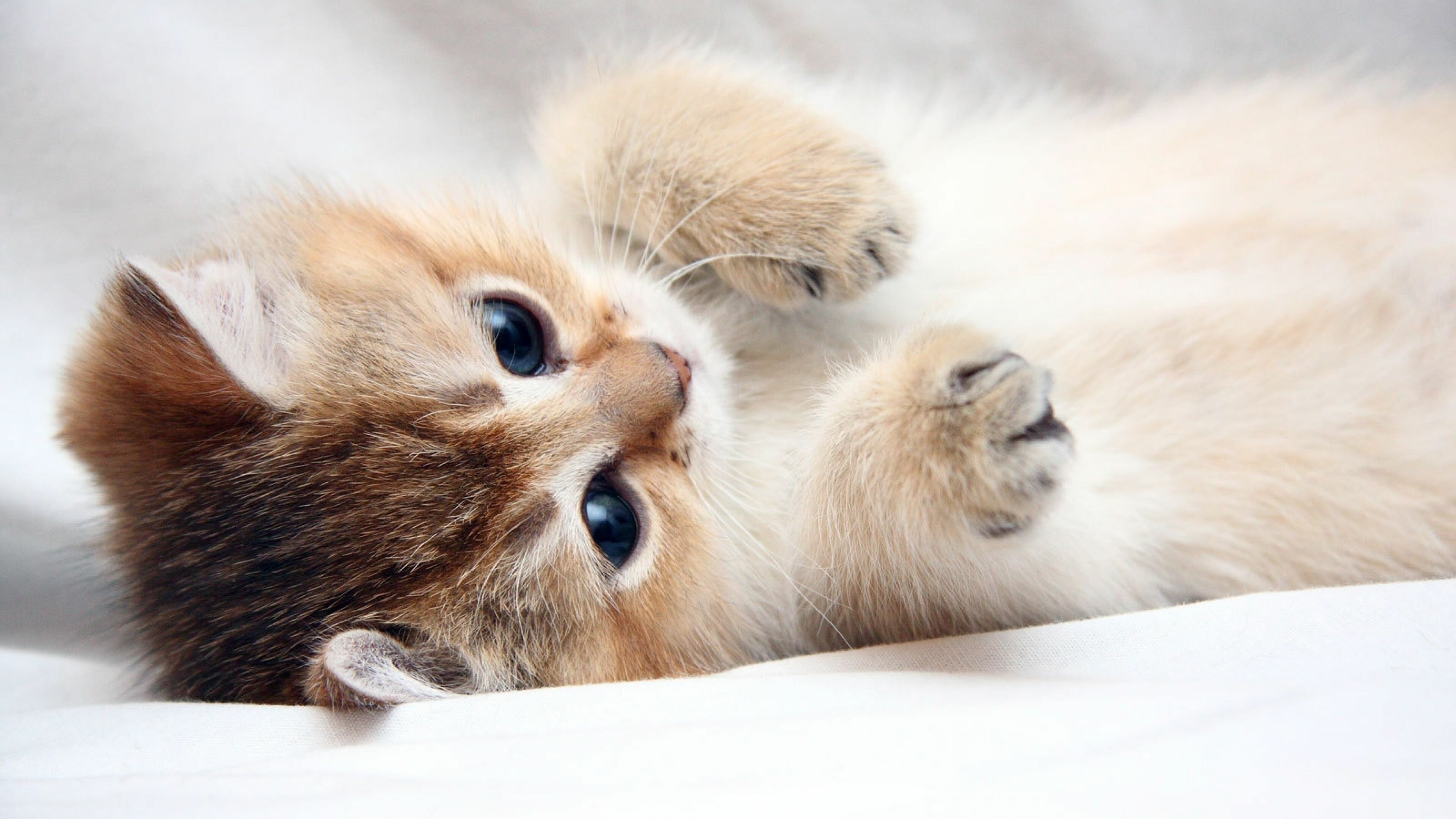 Kitten: A member of the Felidae, Cute cat. 3840x2160 4K Wallpaper.