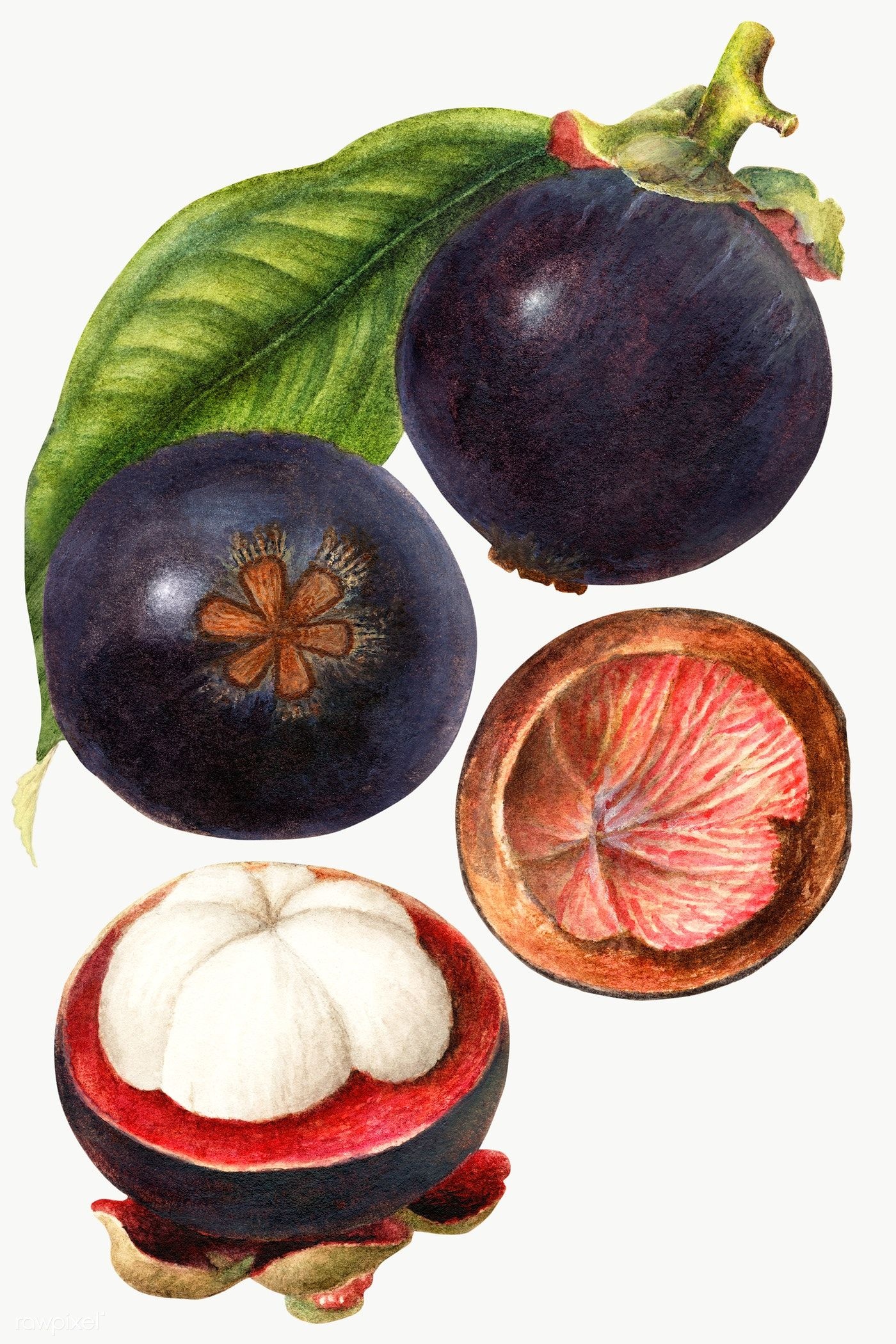 Mangosteen: Used in southeastern Asia for the preparation of ice-creams, sorbets, musses, yogurts. 1400x2100 HD Background.