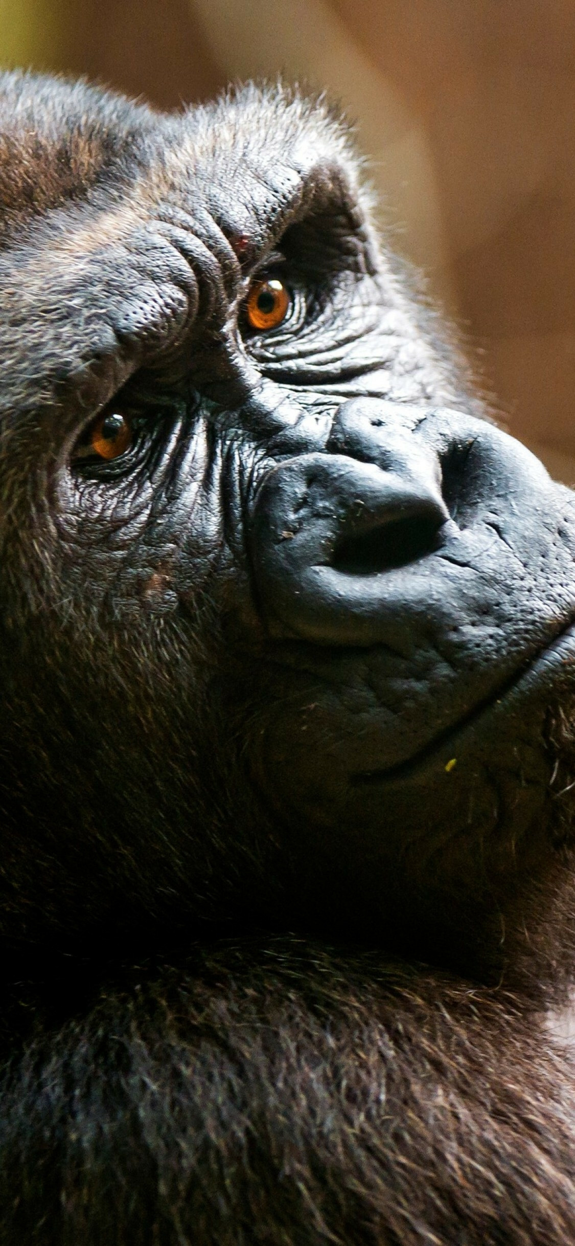 Ape: Gorillas' natural habitats cover tropical or subtropical forests in Sub-Saharan Africa. 1130x2440 HD Background.