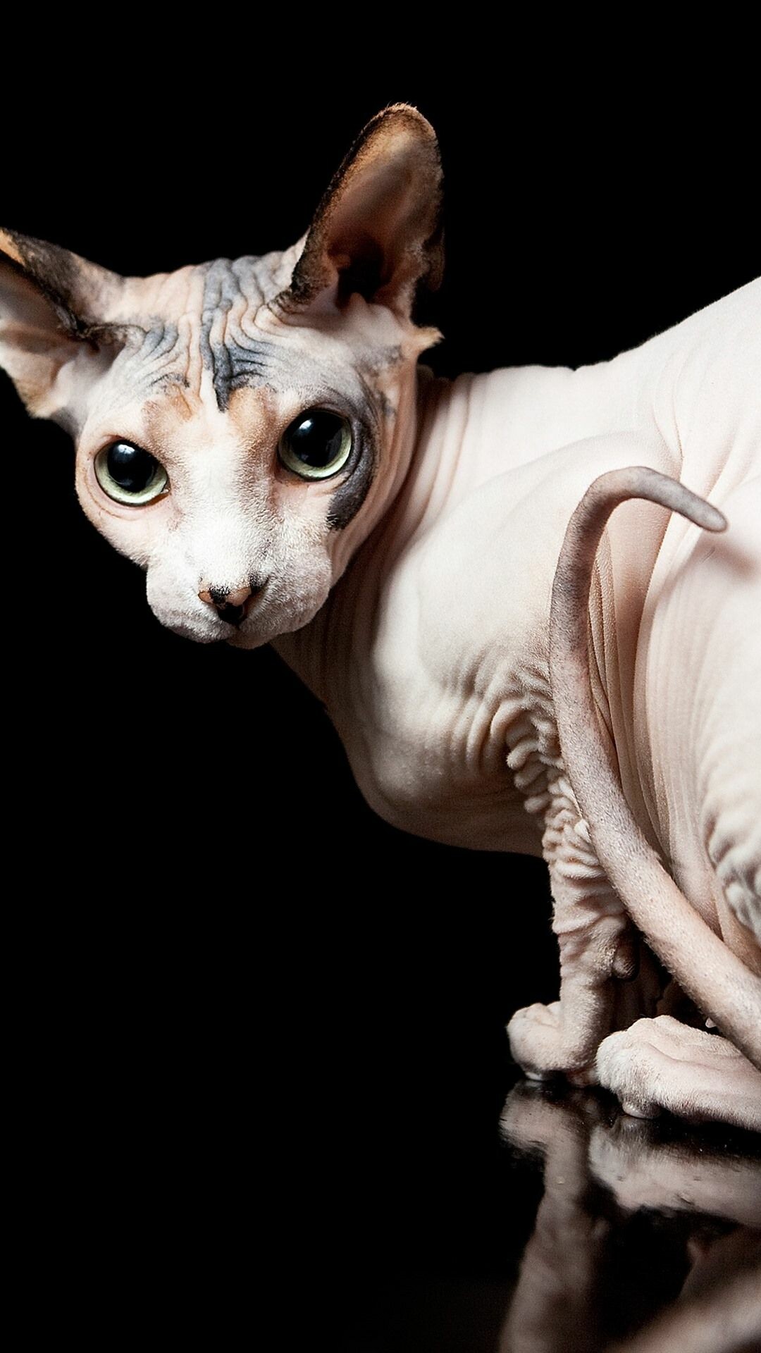 Sphynx: Apart from being hairless, the sphynx's most notable feature is her large, triangle-shaped ears that resemble those of a bat. 1080x1920 Full HD Wallpaper.