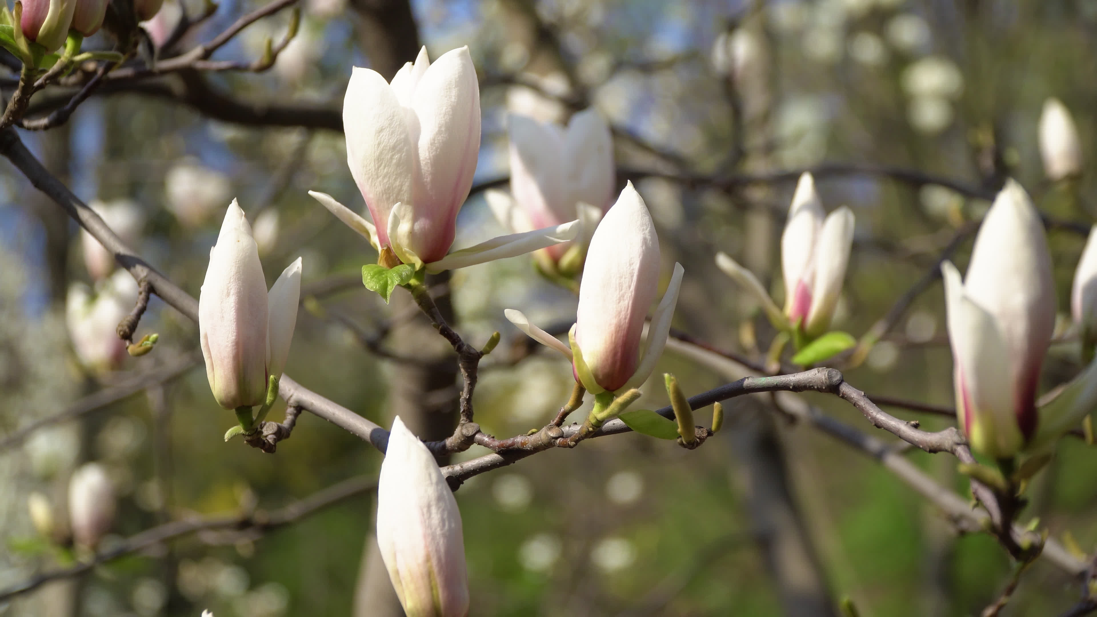 White magnolia flowers, Tree branch, Stock video, 3840x2160 4K Desktop