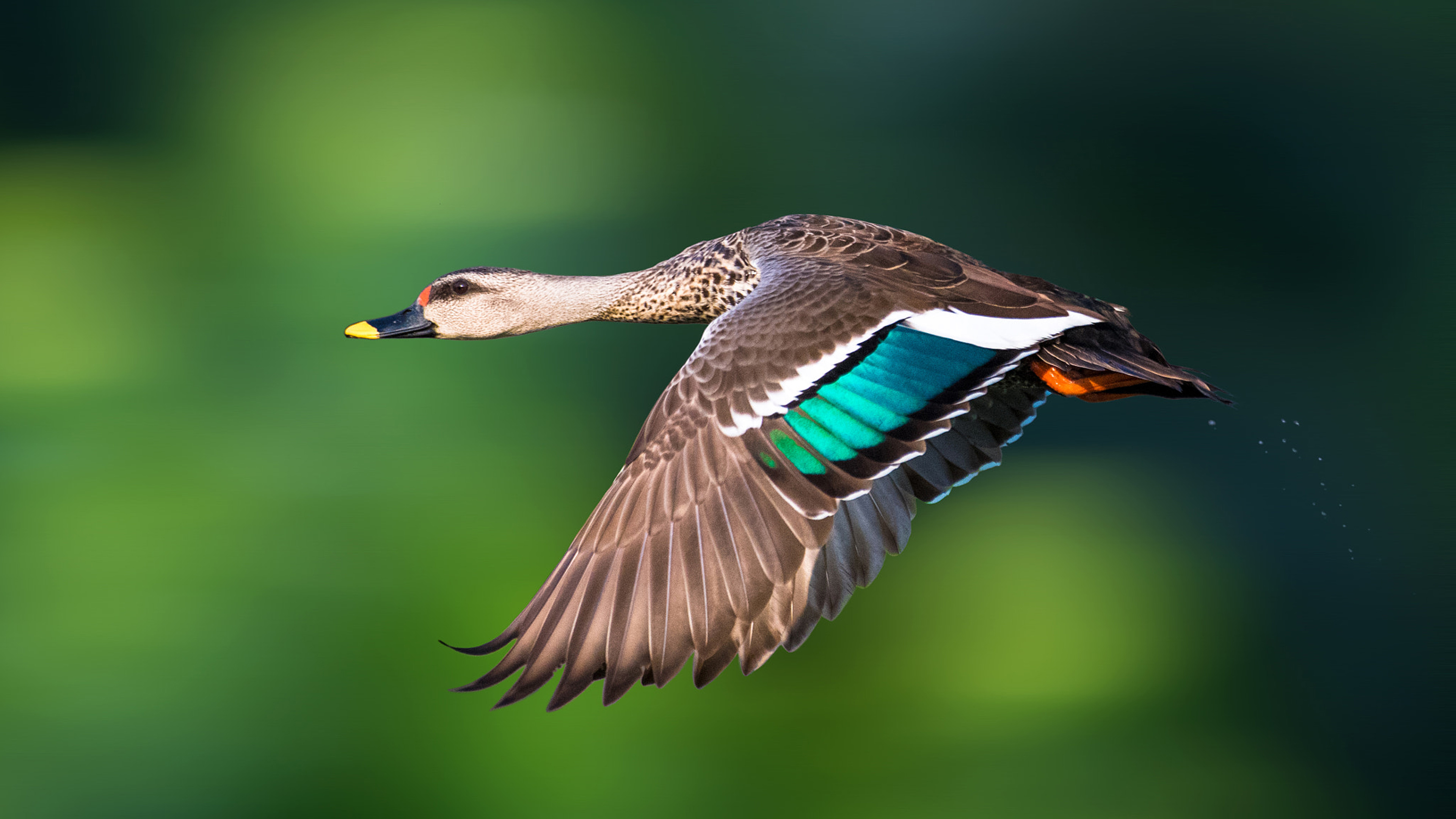 Indian spot billed duck, Native species, Freshwater swamp inhabitant, Indian subcontinent beauty, 3840x2160 4K Desktop
