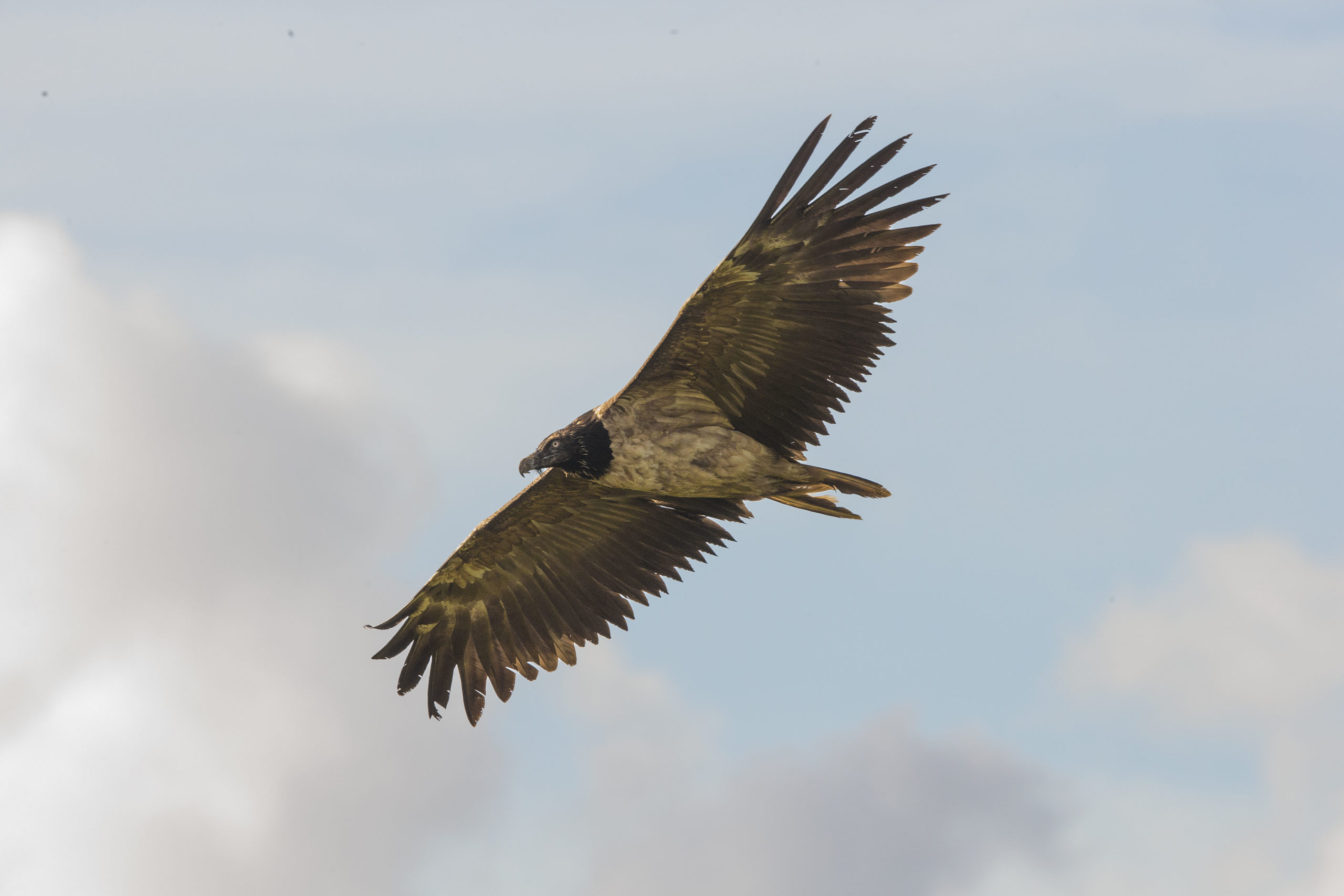 Bearded Vulture, Rare sightings, Sheffield moors, Sheffield u0026 rotherham wildlife trust, 2560x1710 HD Desktop