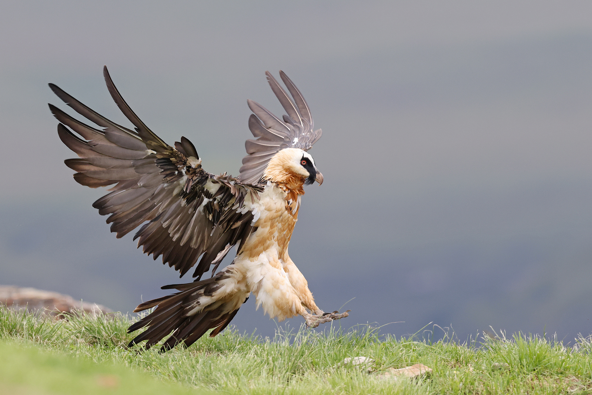 Bearded Vulture, Bird photography, The flacks, Bearded Vulture, 2050x1370 HD Desktop
