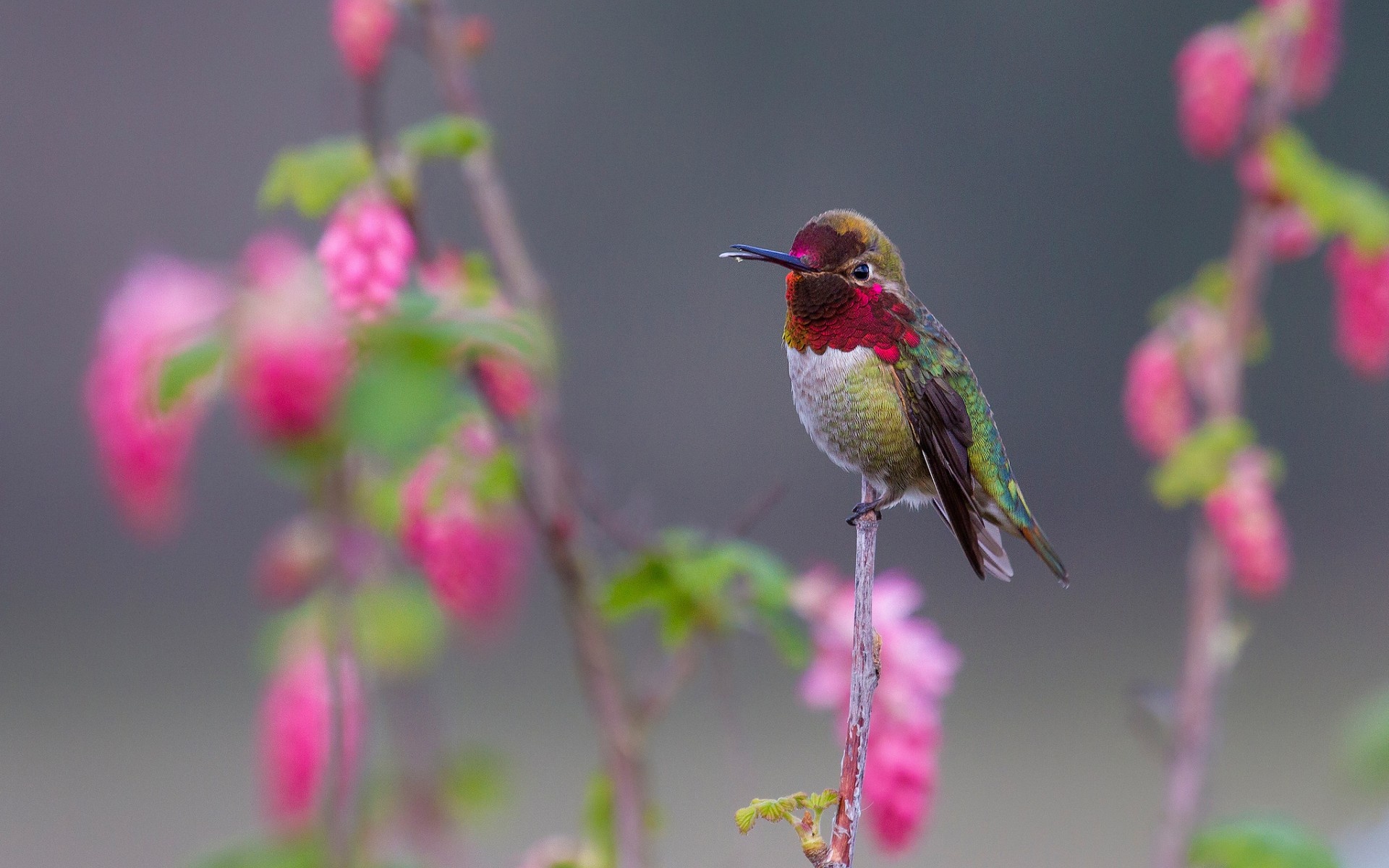Magnificent bird, Stunning close-up, Detailed beauty, Marvelous photo, 1920x1200 HD Desktop