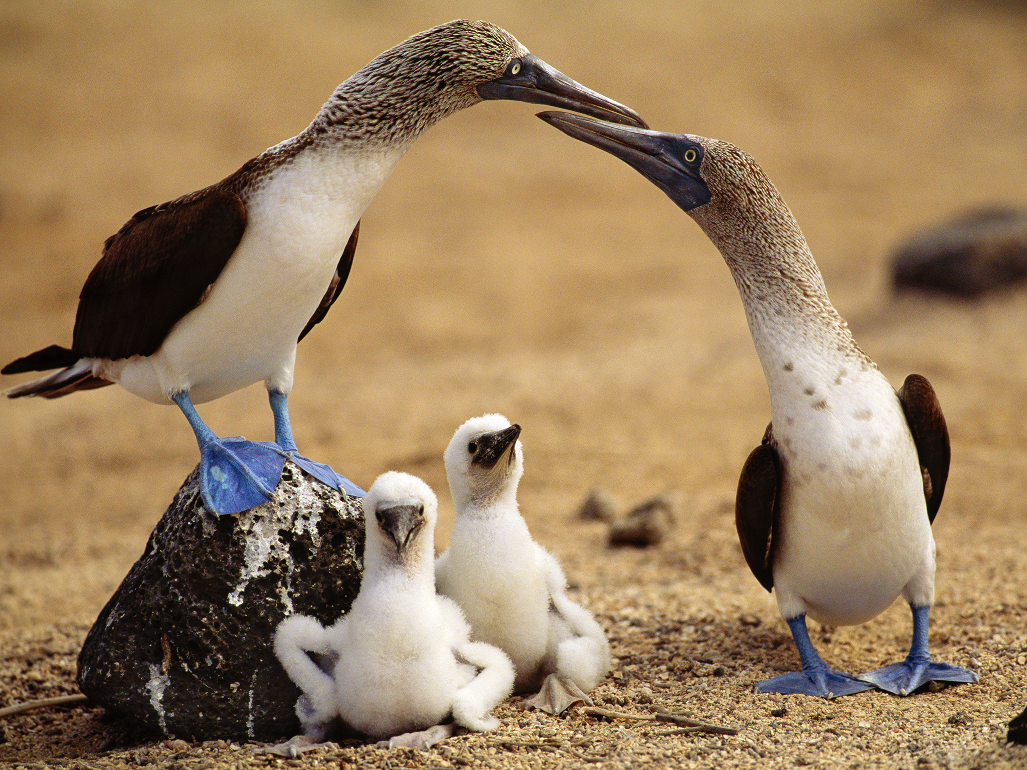 Blue footed booby wallpapers, Animal pictures, 2050x1540 HD Desktop
