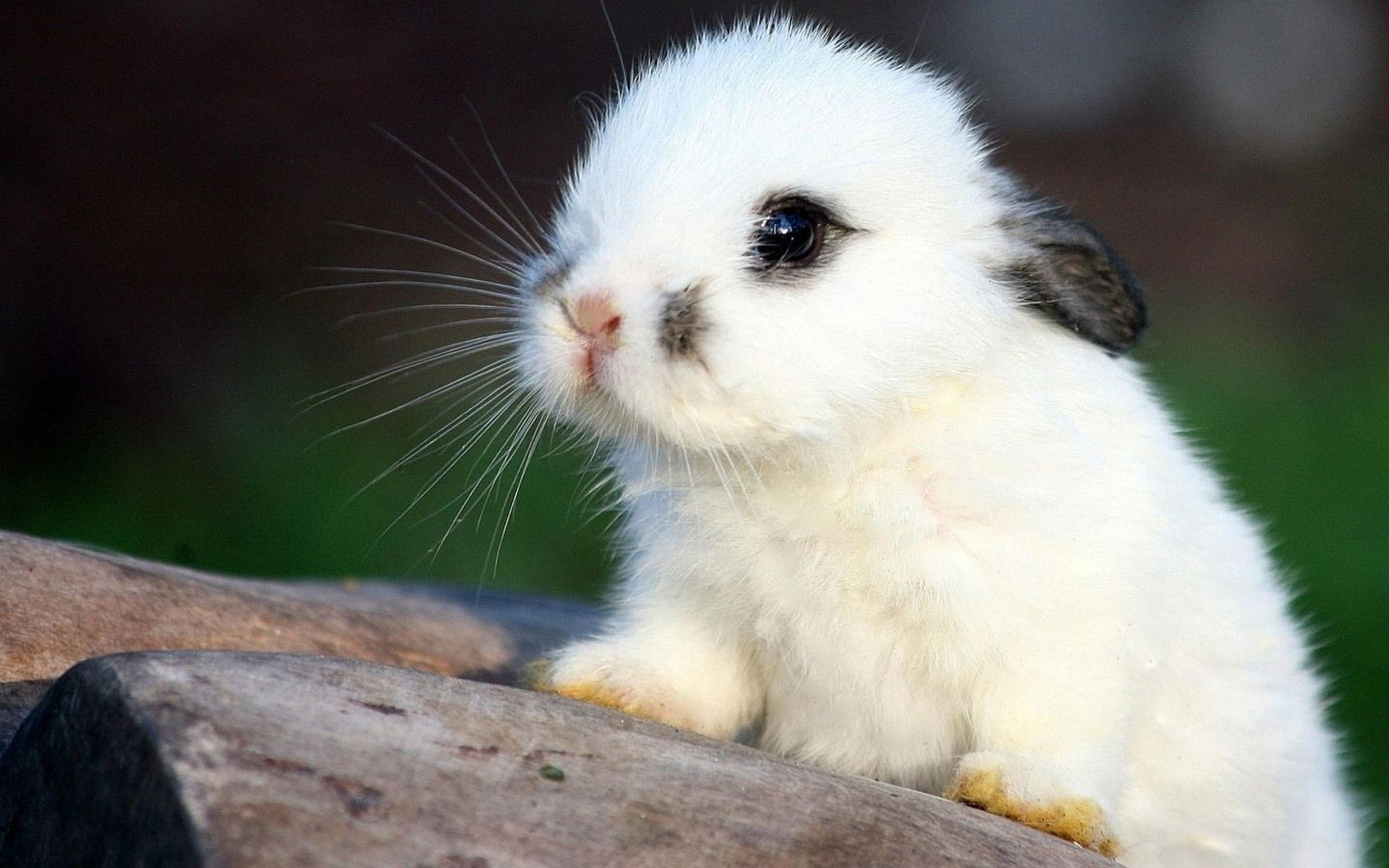 Bunny: Holland Lop, One of the smallest lop-eared breeds. 2560x1600 HD Background.