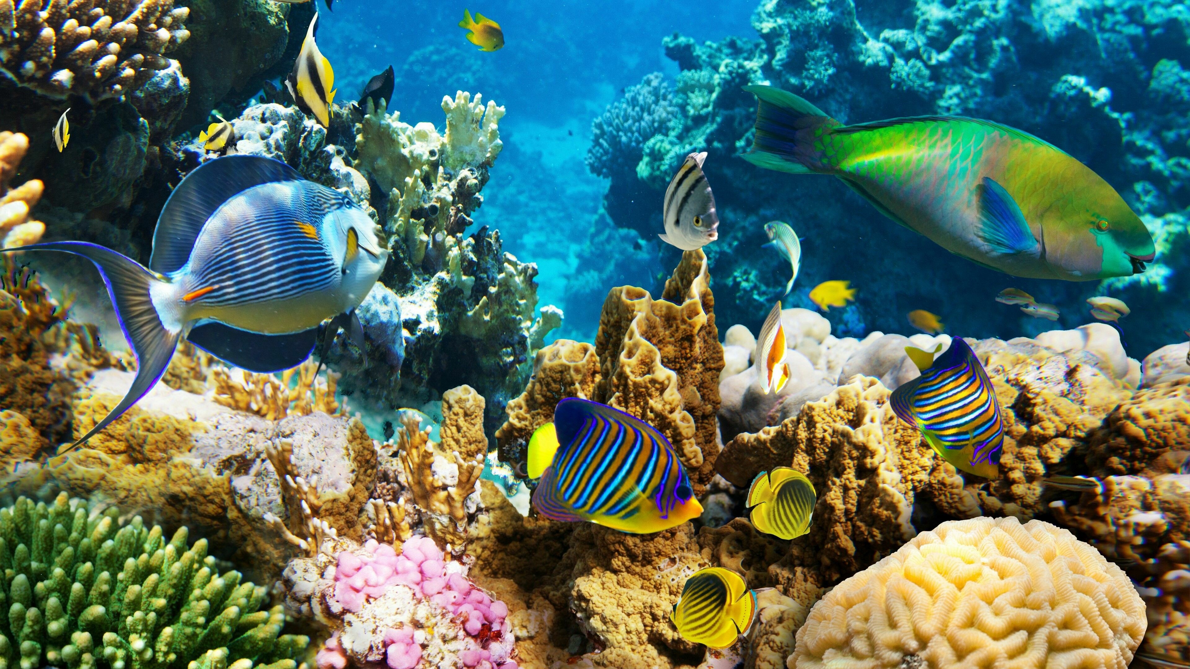Coral Reef: Most reefs grow best in warm, shallow, clear, sunny, and agitated water. 3840x2160 4K Wallpaper.