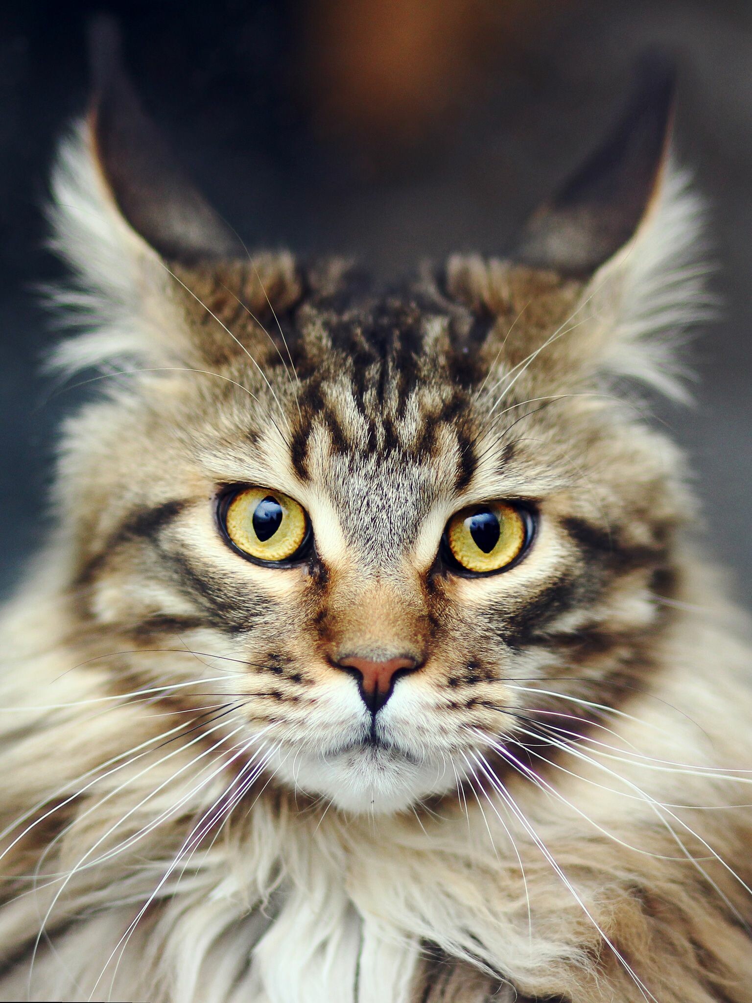 Maine Coon: The coat is soft and silky, although texture may vary with the coat color, Cat. 1540x2050 HD Wallpaper.