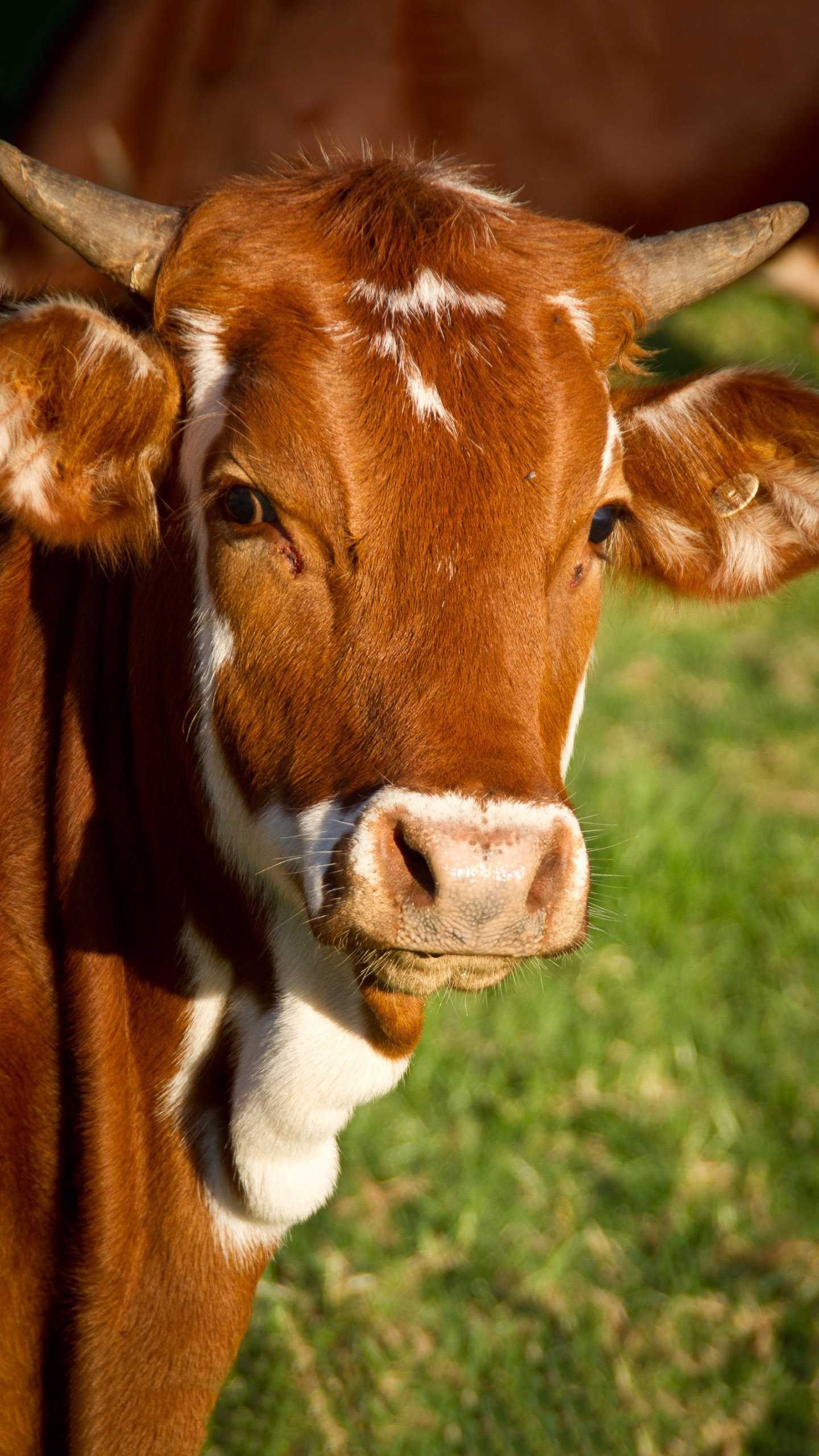 Brown cow wallpaper, Farm scenes, Countryside aesthetics, Bovine beauty, 1440x2560 HD Phone