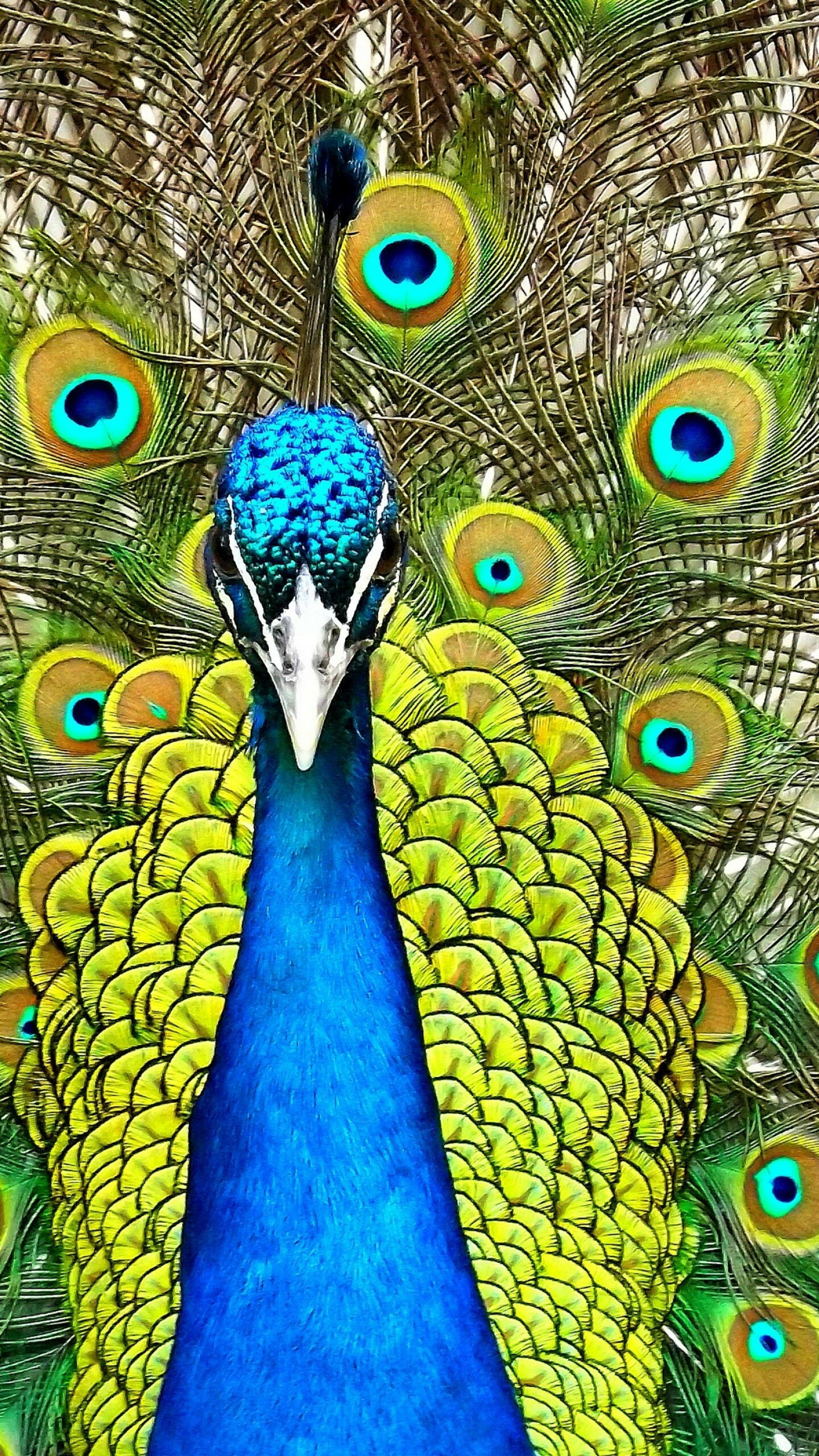 Peacock: The Peafowl train consists not of tail quill feathers, but highly elongated upper tail coverts. 1440x2560 HD Wallpaper.