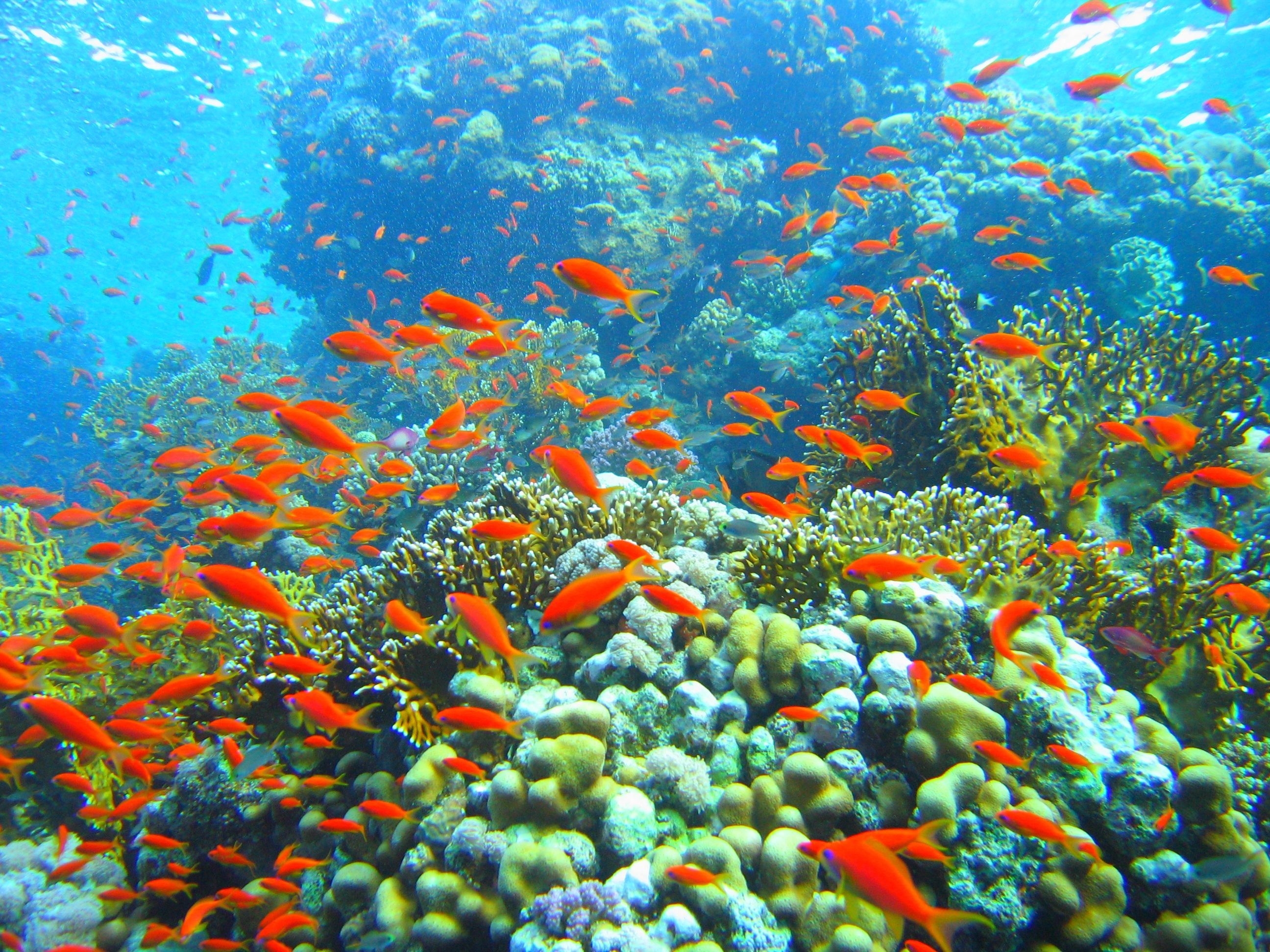 Coral Sea, 4K wallpapers, Beautiful coral reefs, Underwater wonders, 2600x1950 HD Desktop