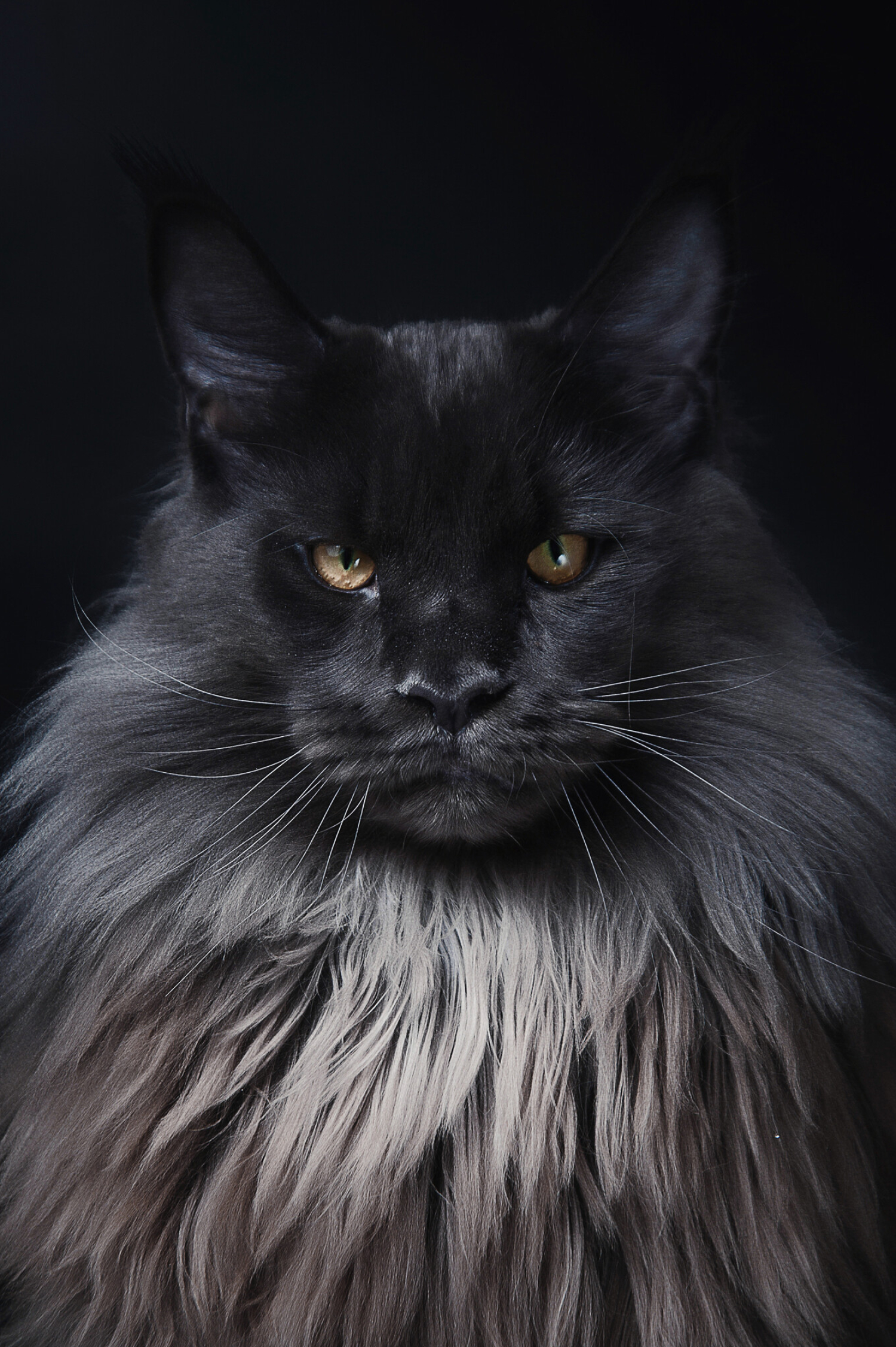 Maine Coon: A large and sociable cat, Carnivore. 1500x2260 HD Background.