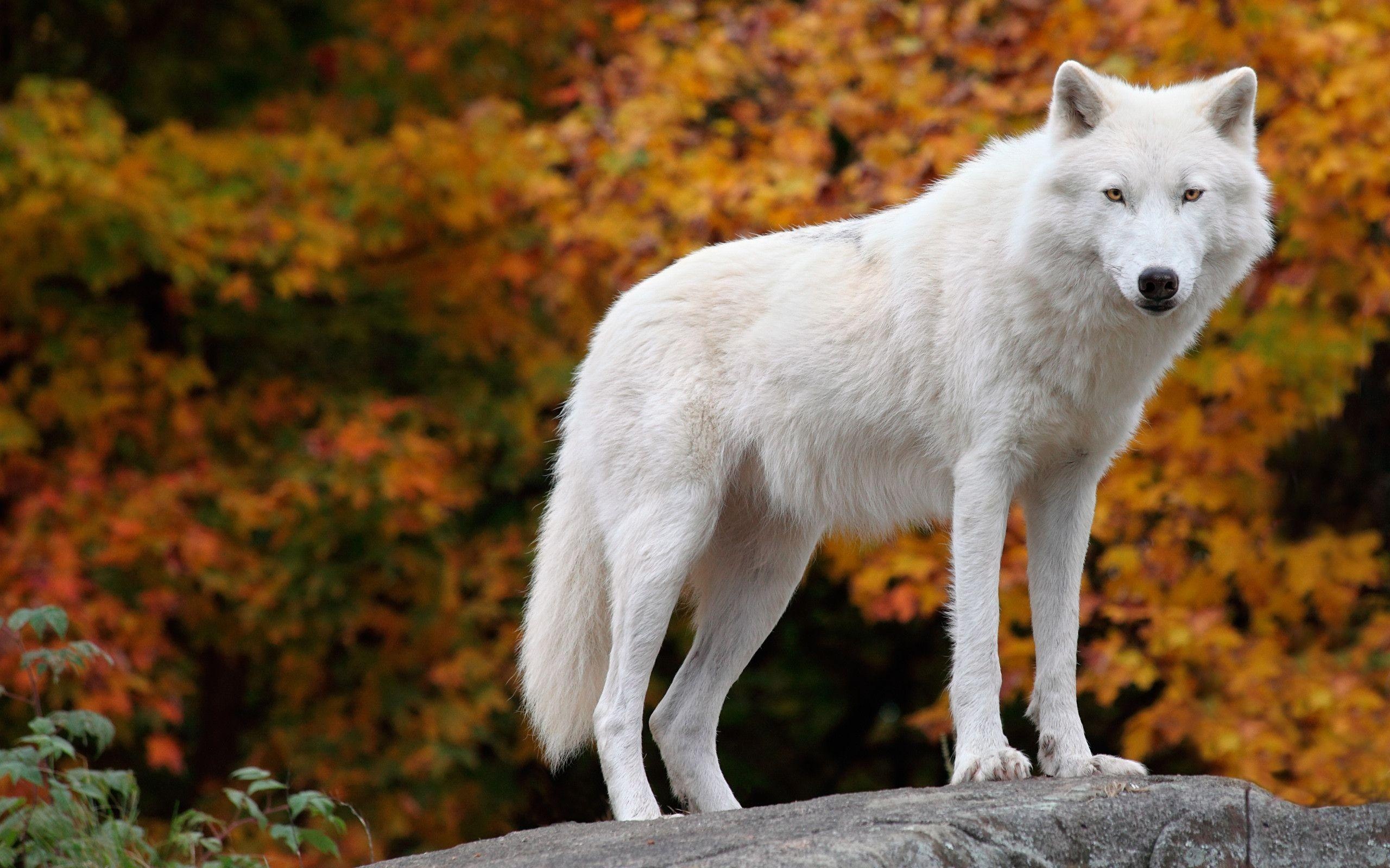 Arctic Wolf, Snow-white beauty, Silent hunter, Frozen tundra, 2560x1600 HD Desktop
