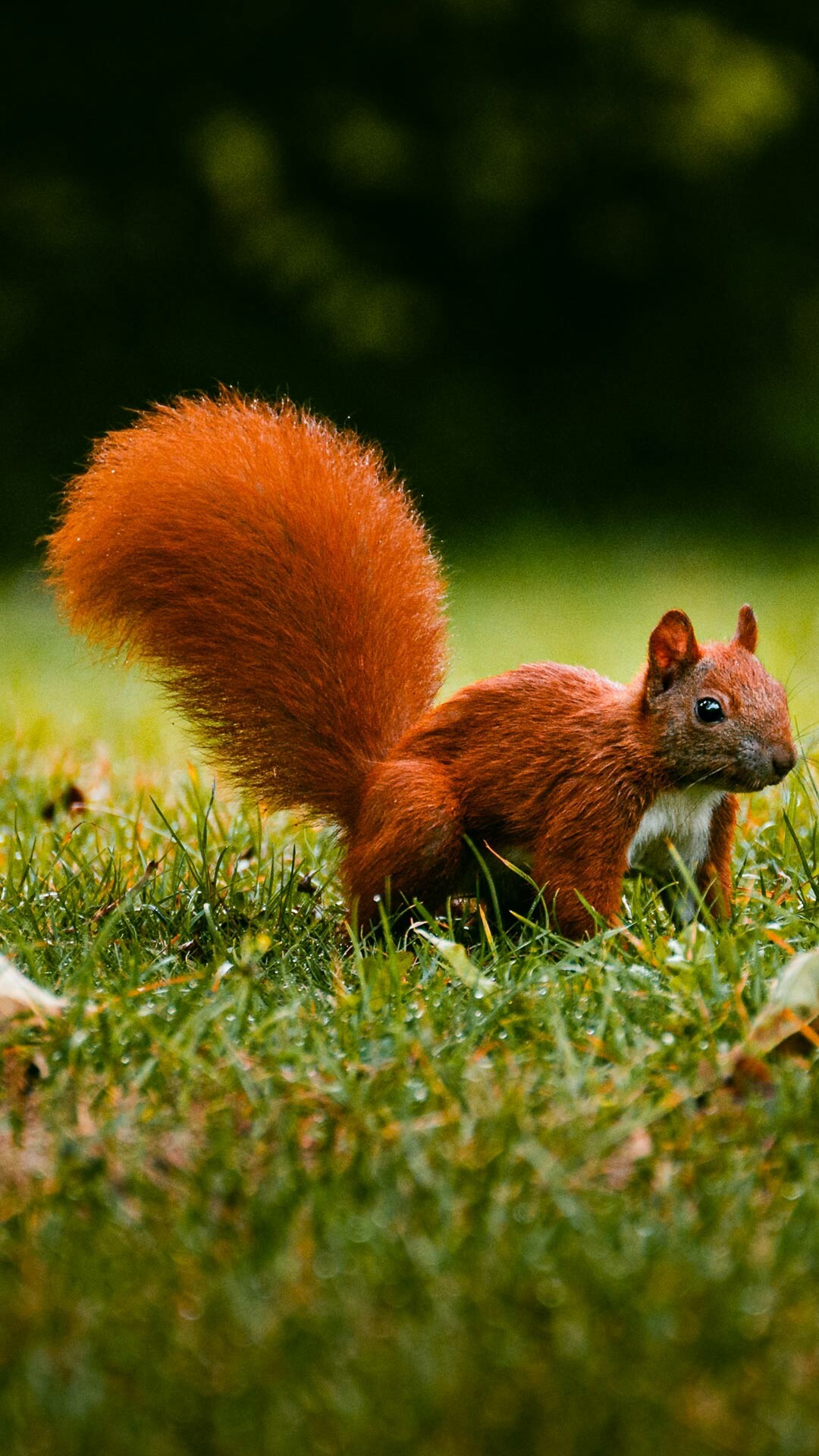 Squirrel: Sciurus vulgaris, The coat varies in color with time of year and location. 1080x1920 Full HD Background.
