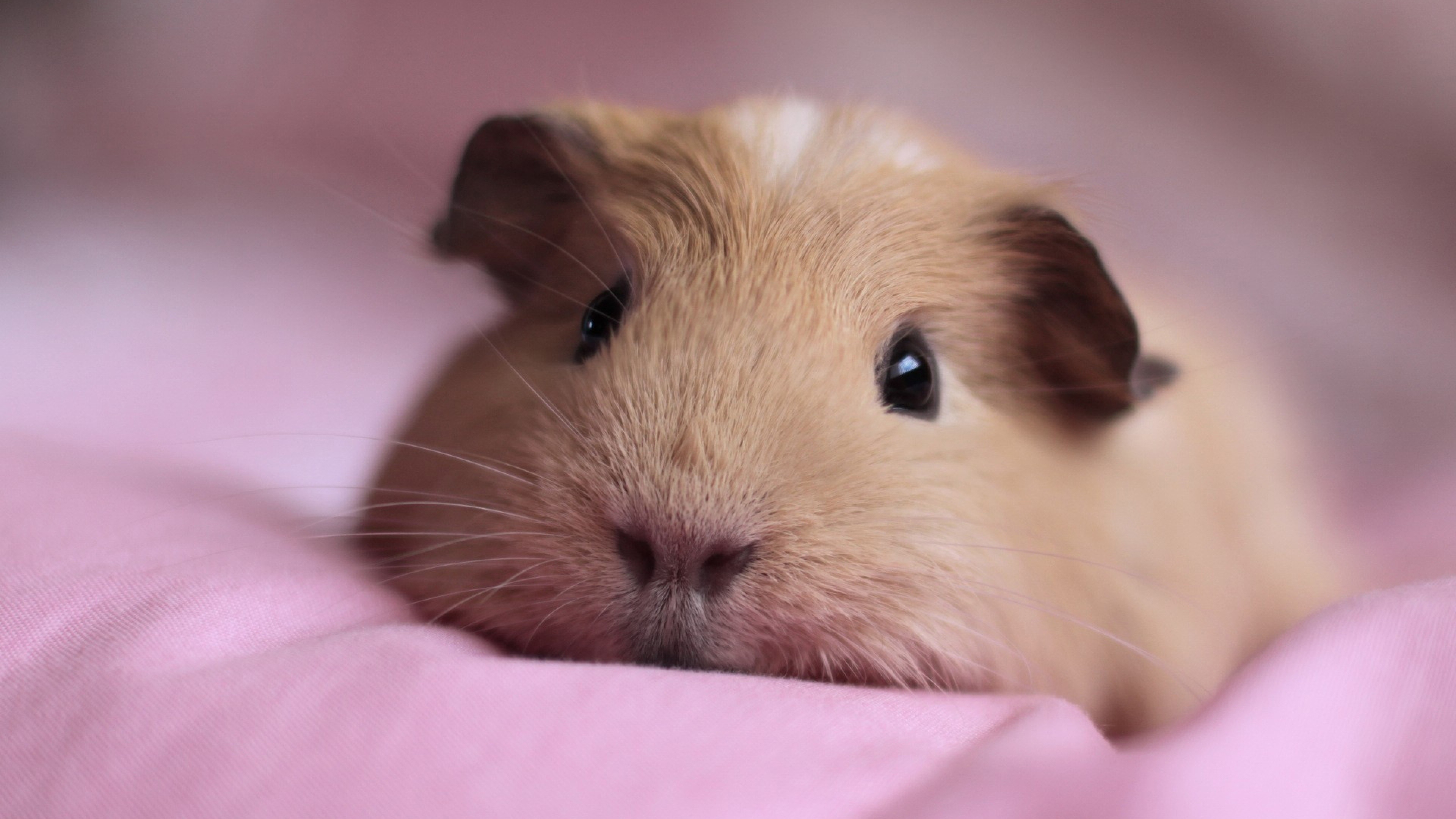 Cute guinea pigs, Adorable creatures, Piggy paradise, Piggy's world, 3840x2160 4K Desktop
