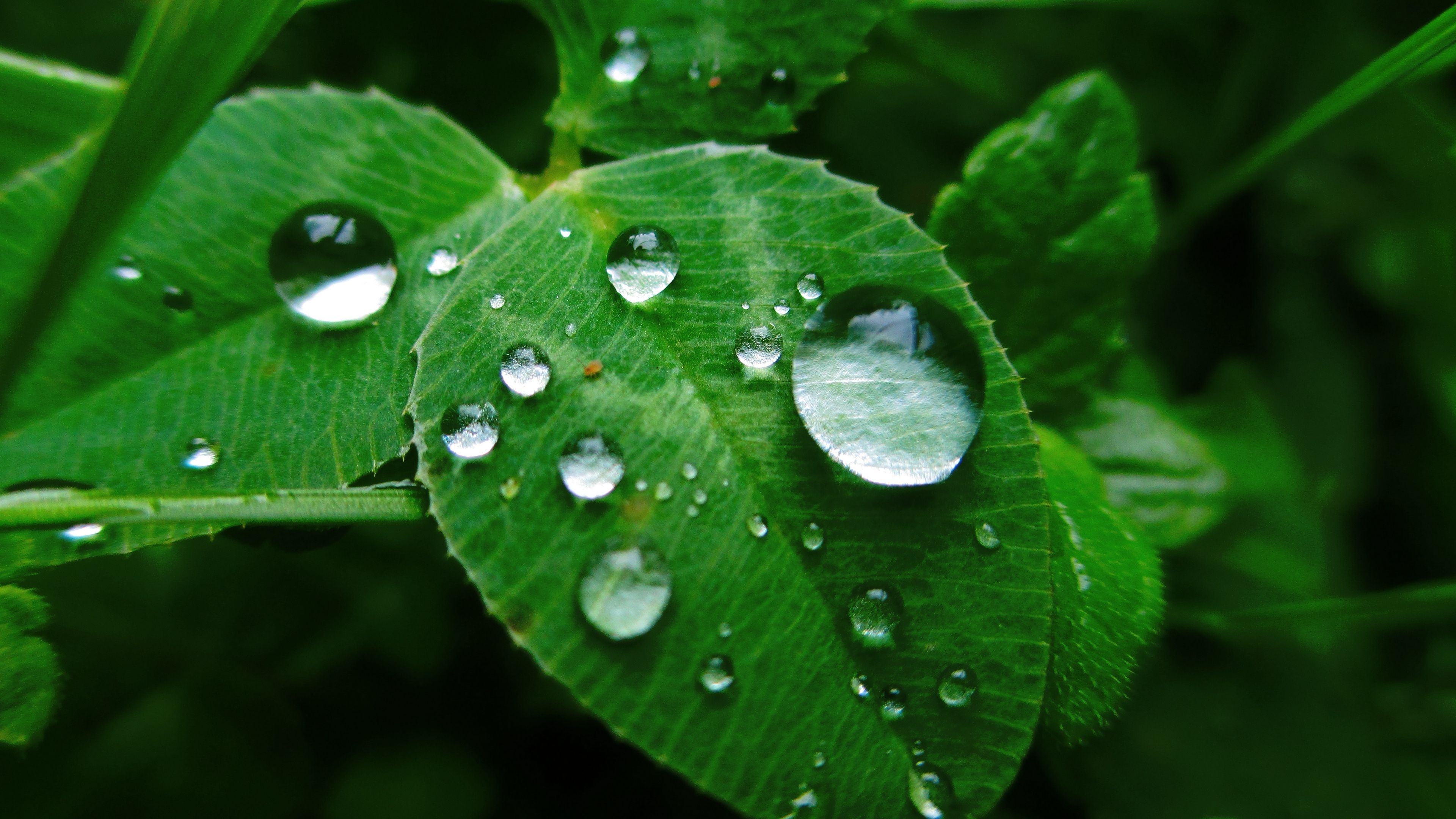 Green Leaf: Dew, Water in the form of droplets that appears on thin leaves due to condensation. 3840x2160 4K Background.