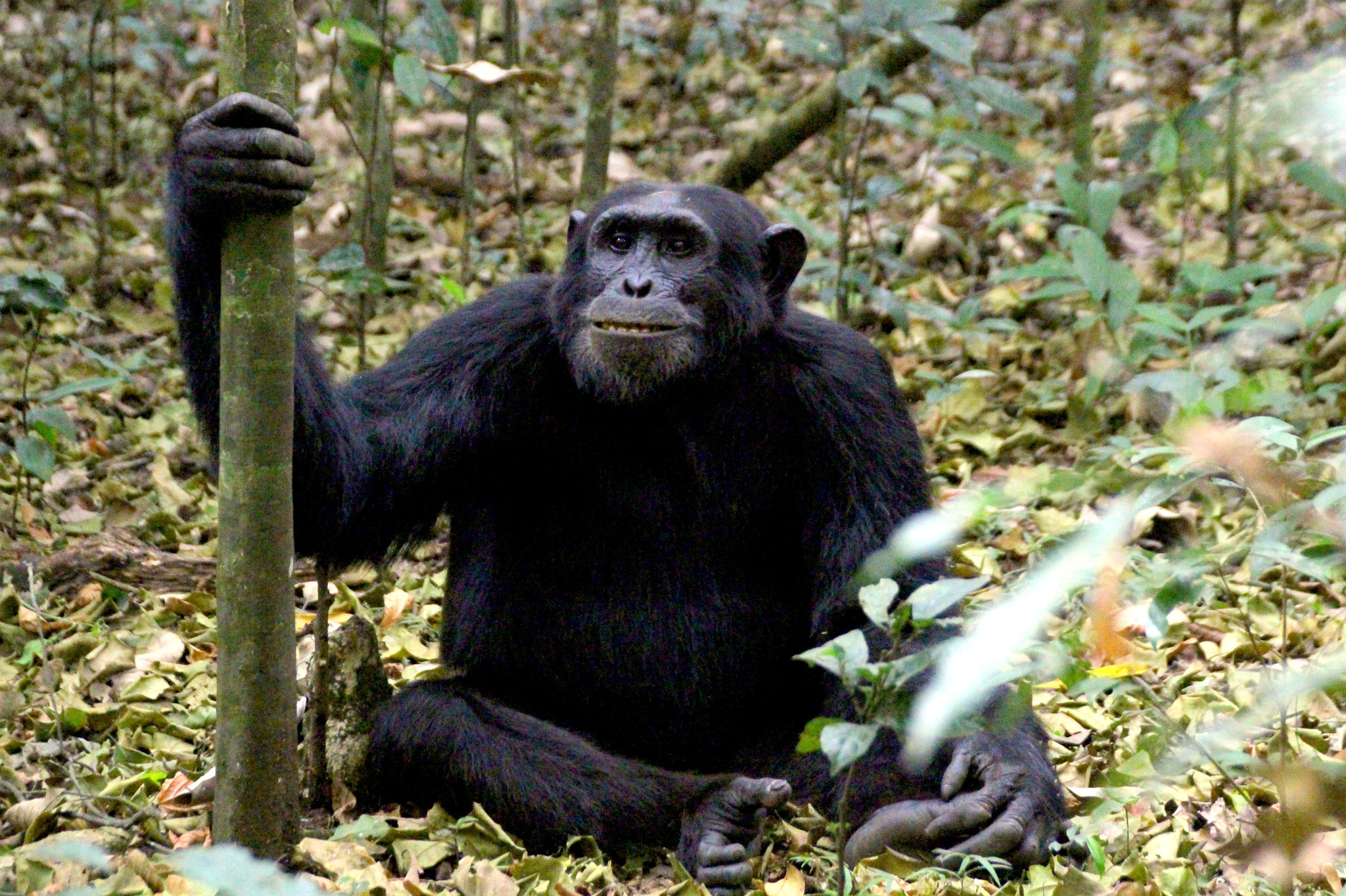 Chimpanzee, Pan troglodytes, Wild nature, 2050x1370 HD Desktop