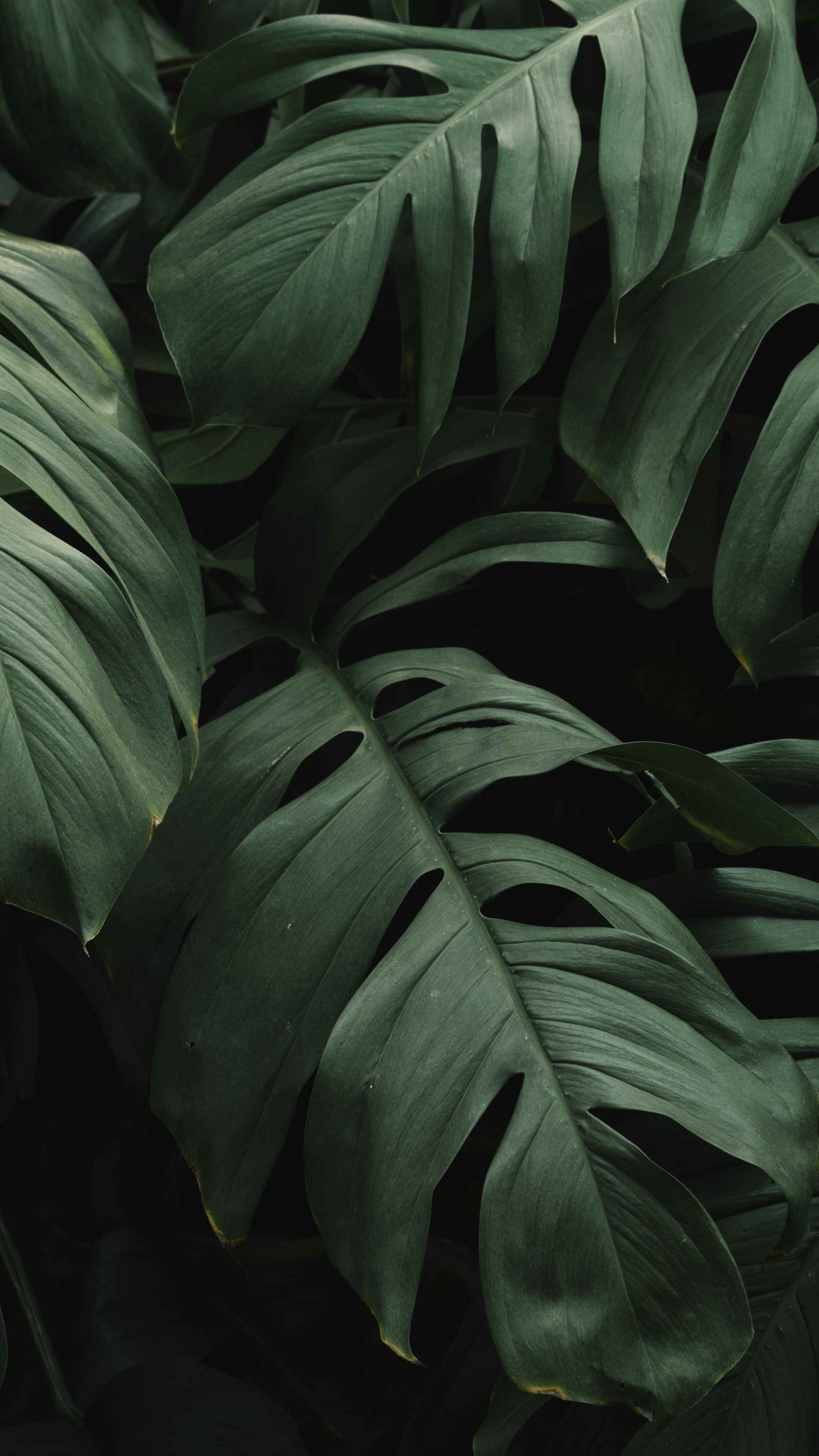 Green Leaf: The Swiss cheese plant, Monstera deliciosa, A flowering plant that is very widely grown in temperate zones as a houseplant. 2160x3840 4K Wallpaper.
