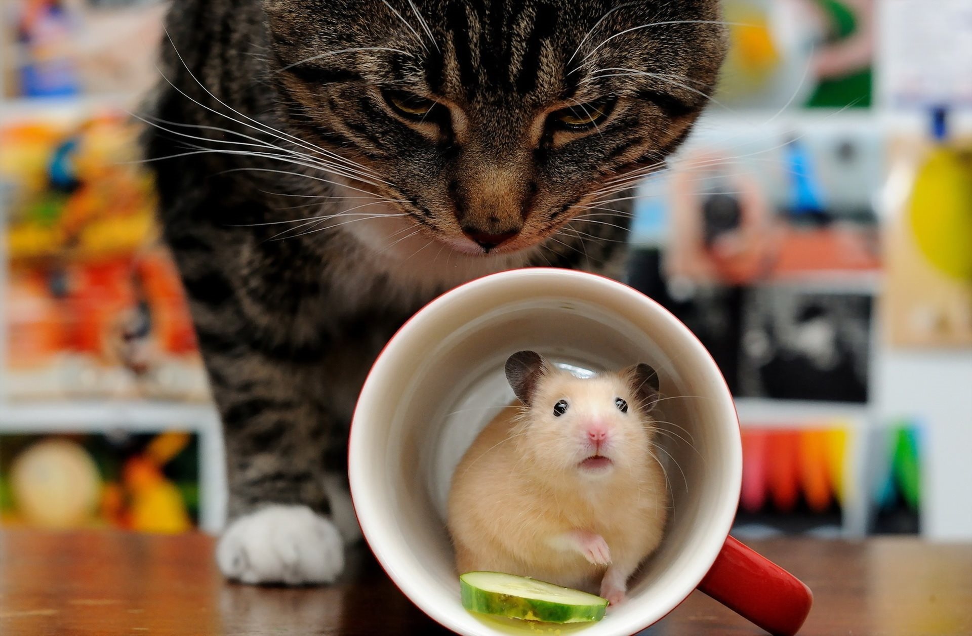 Mug cat and hamster, Desktop wallpapers, High-quality pictures, Animal rodent, 1920x1260 HD Desktop